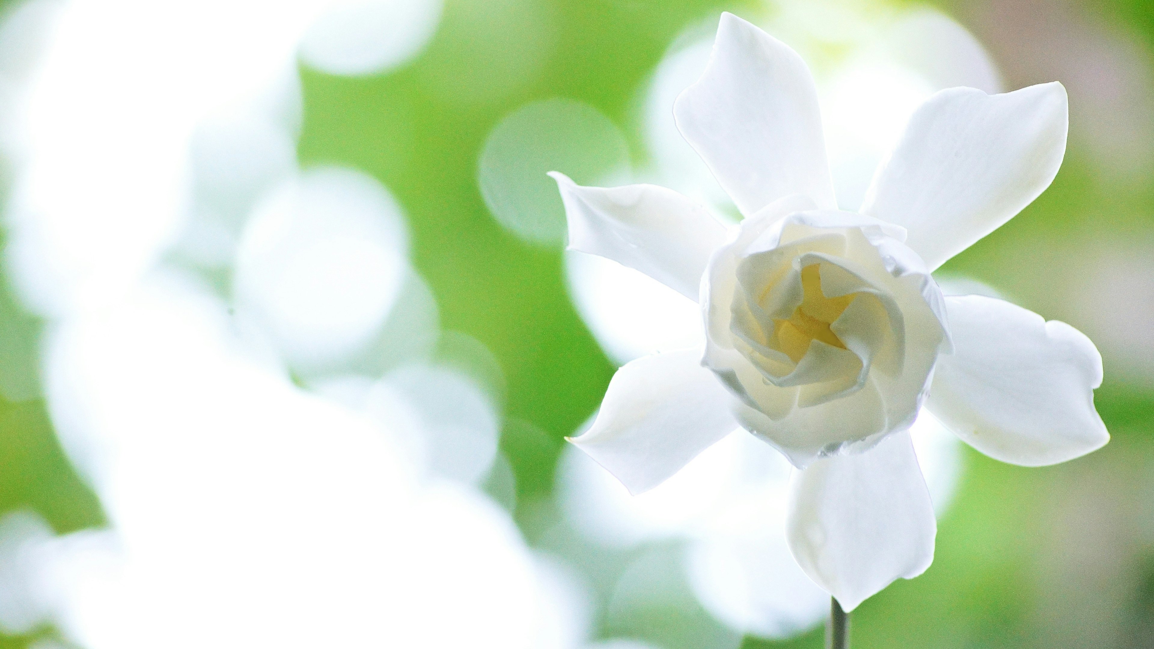 Gros plan d'une fleur blanche avec un arrière-plan vert flou