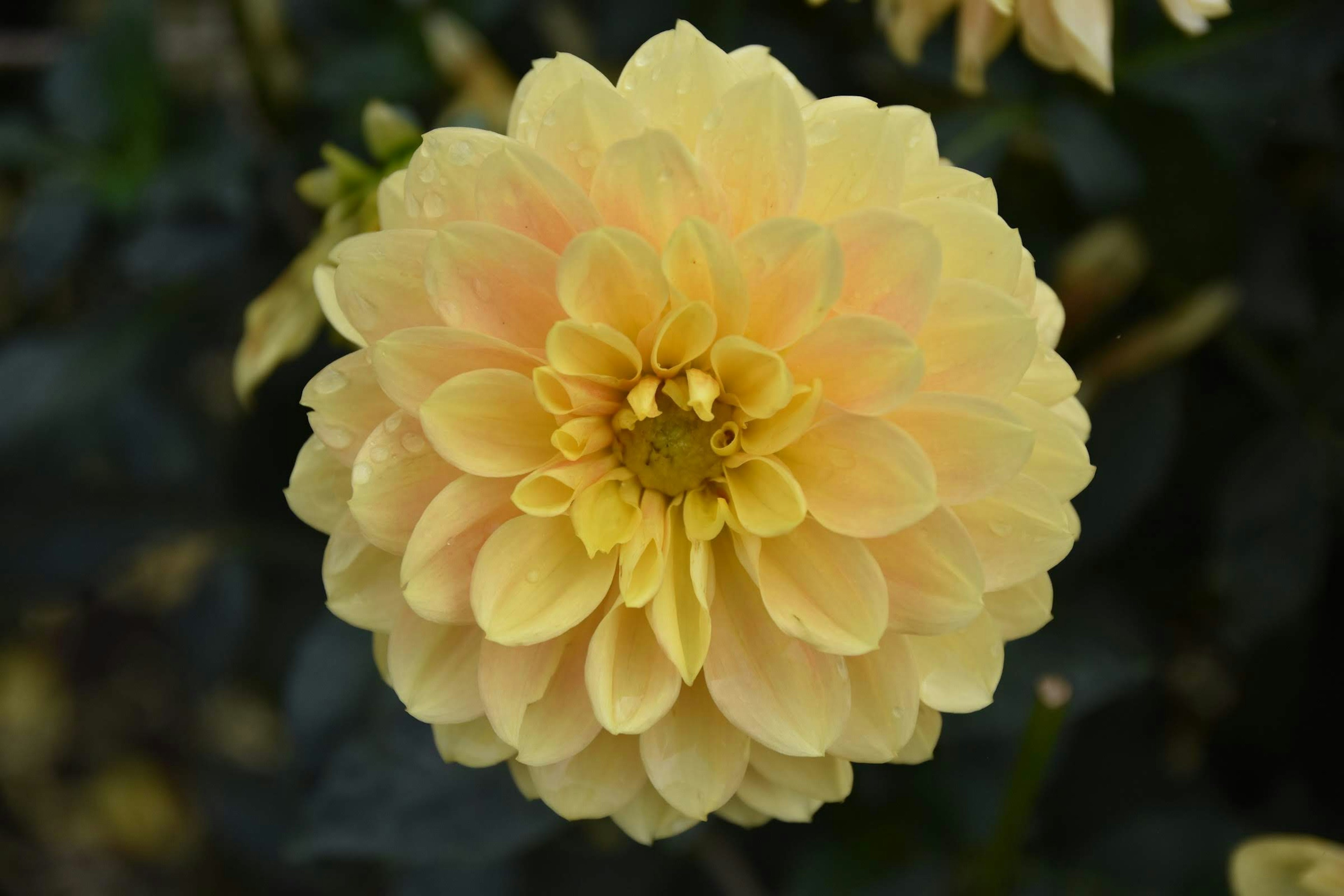 Une fleur de dahlias jaune pâle en pleine floraison