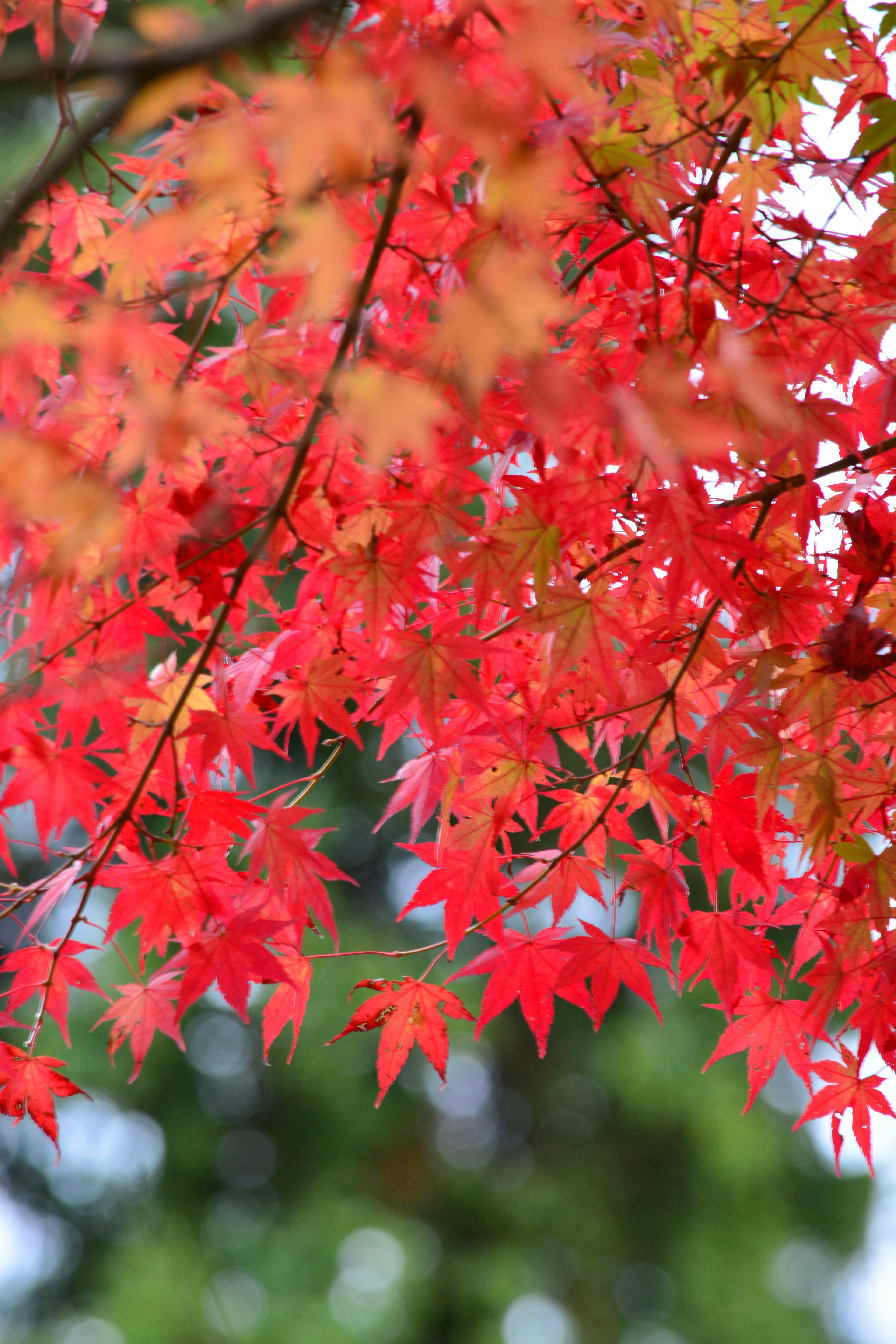 Feuilles d'érable rouges vibrantes regroupées sur des branches dans un beau paysage