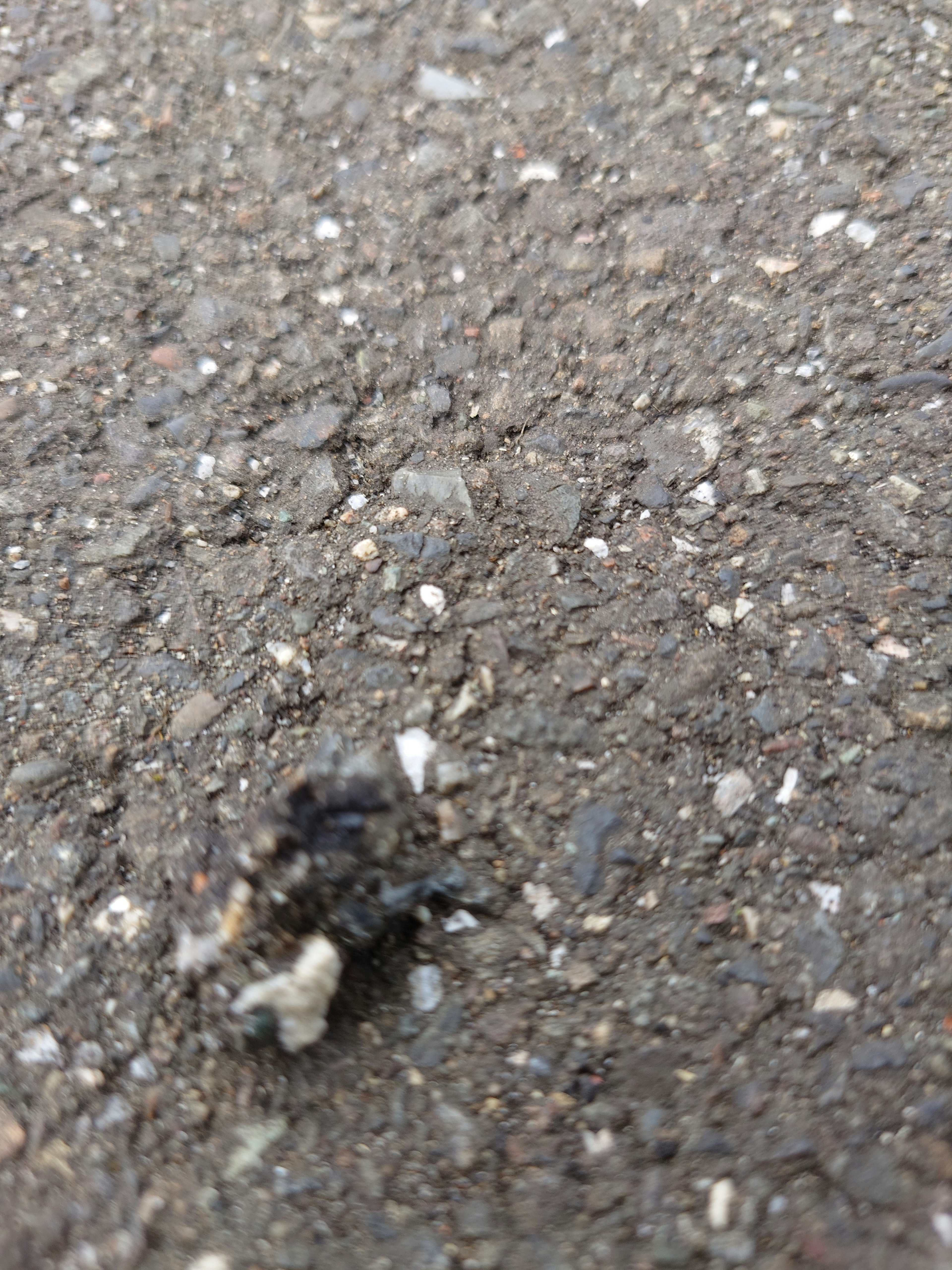 Small black object on asphalt surface