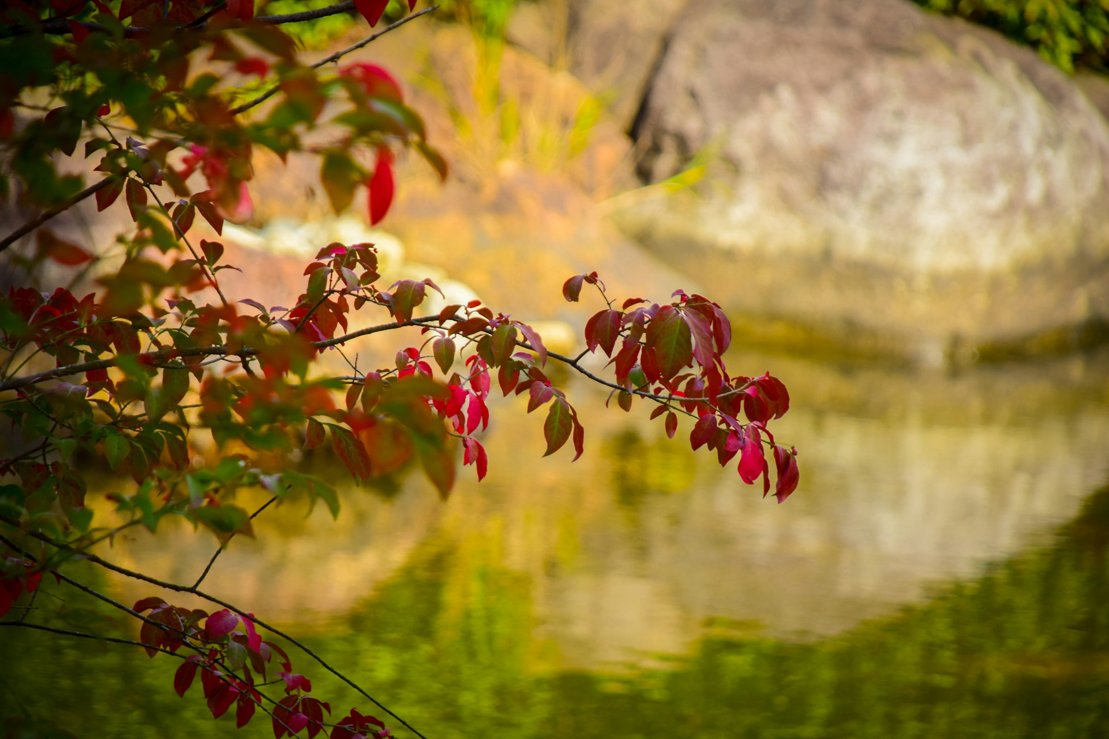 紅葉した葉と静かな池の反射がある風景