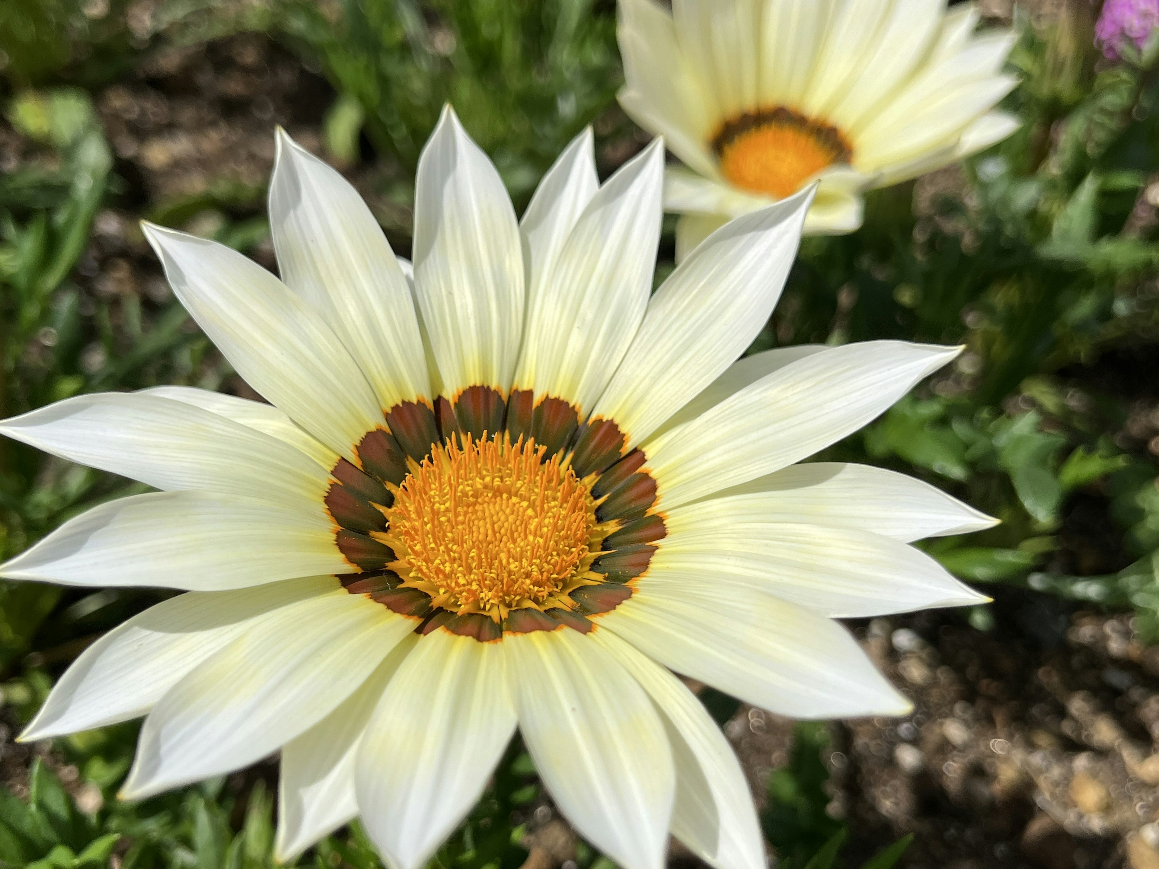 Primo piano di un fiore con petali bianchi e un centro arancione