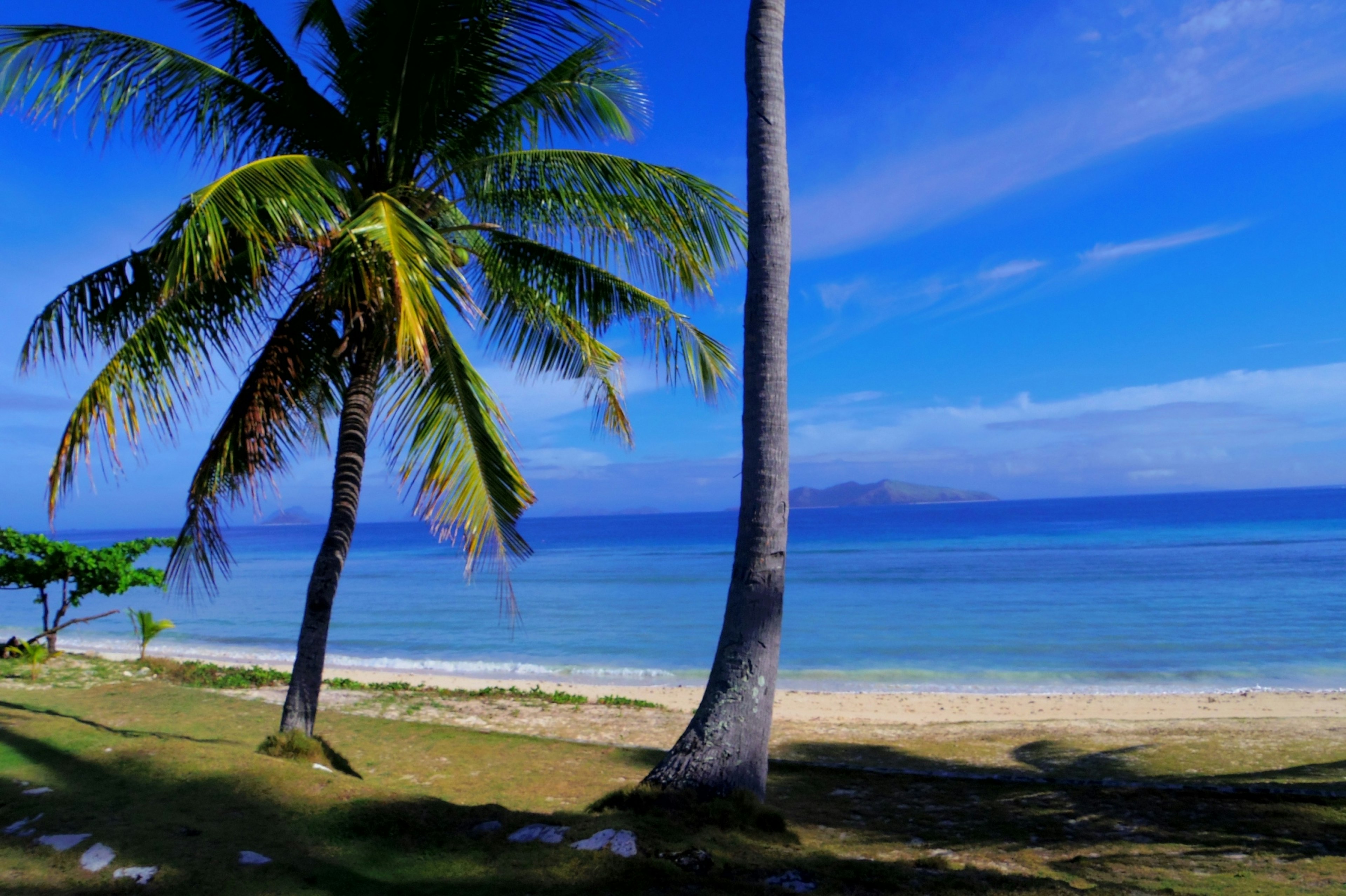 Pohon palem di pantai berpasir dengan lautan dan langit biru jernih