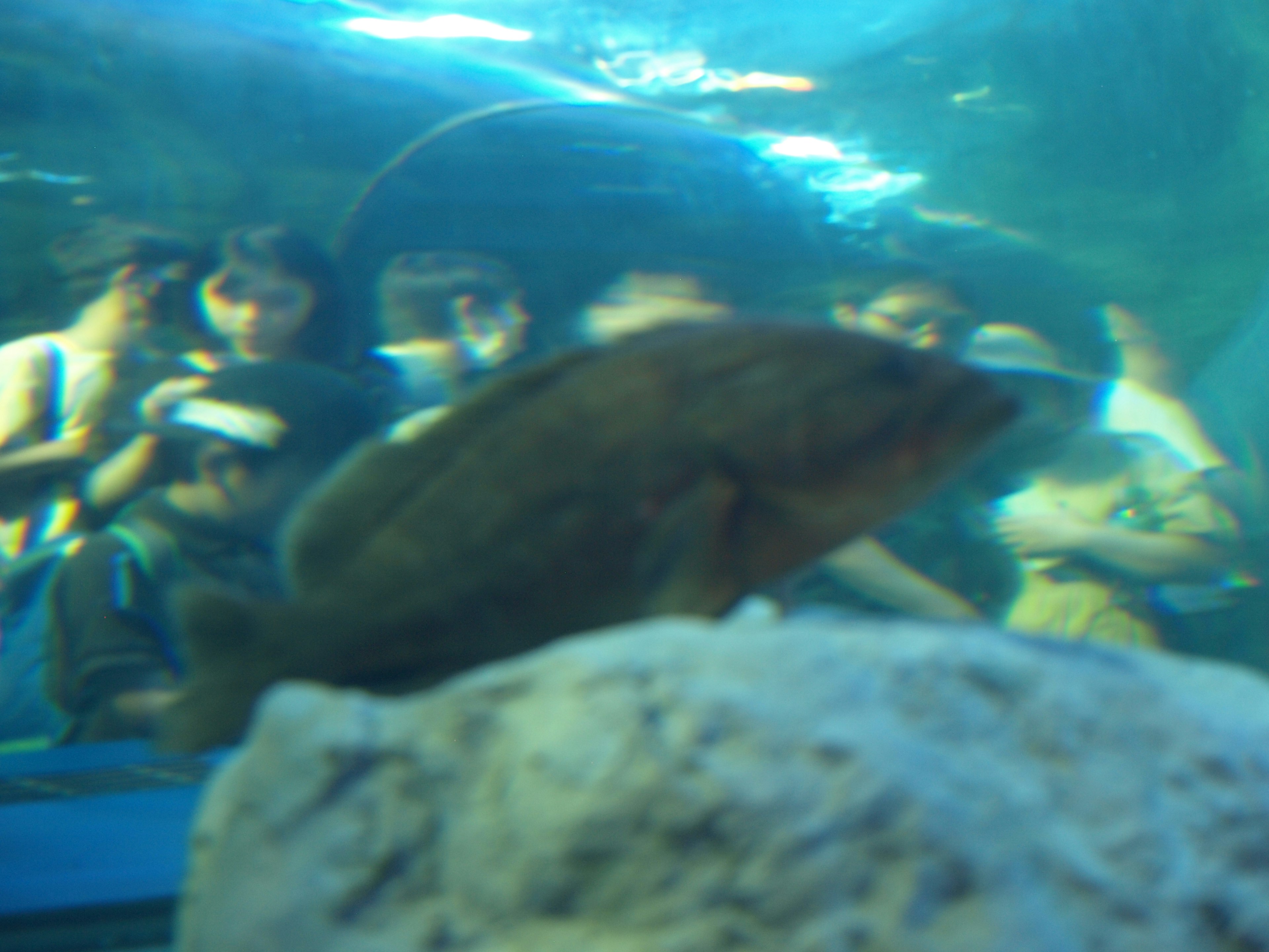 Fish swimming in an aquarium with spectators in the background