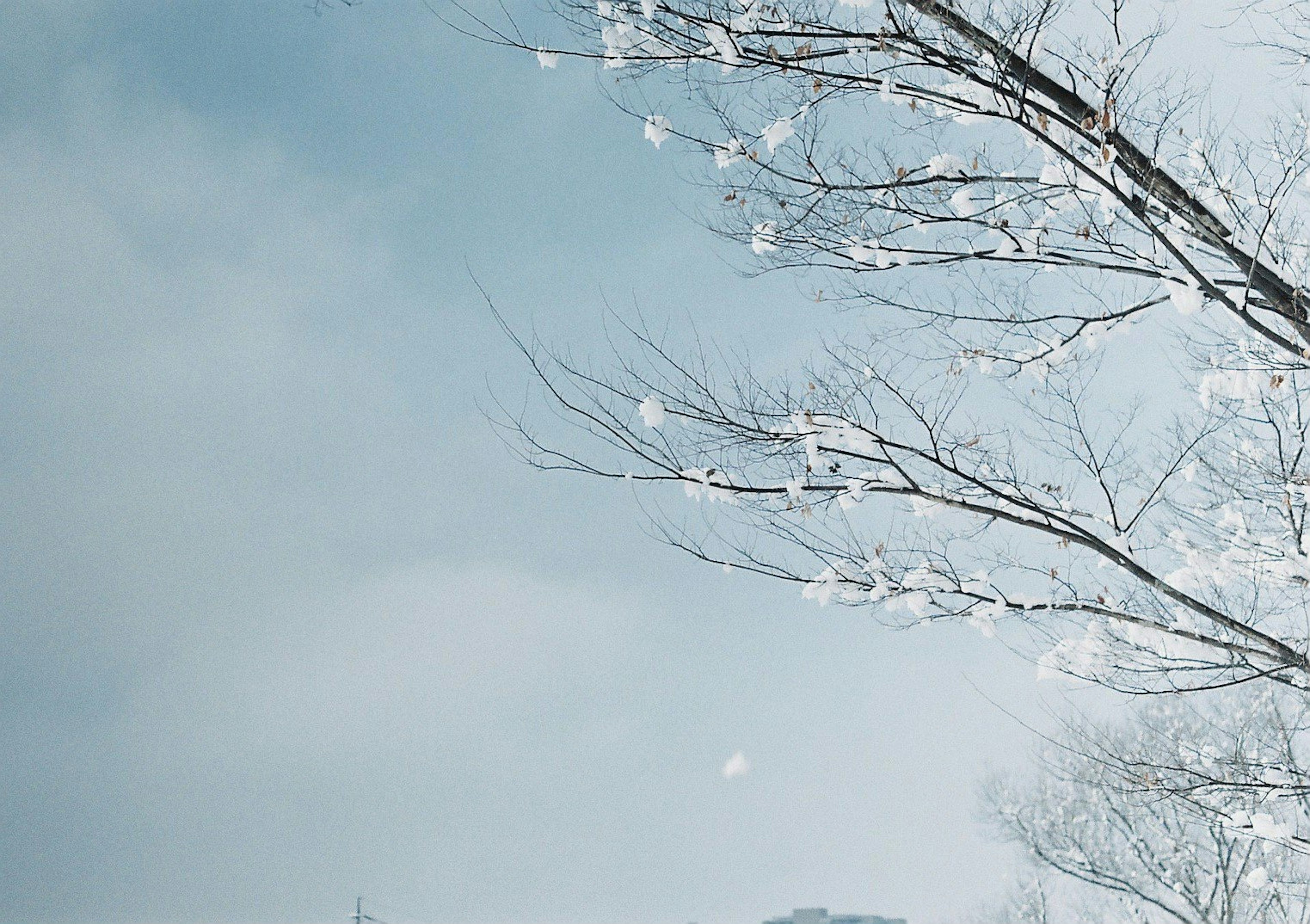 雪に覆われた木の枝と青い空の冬の風景