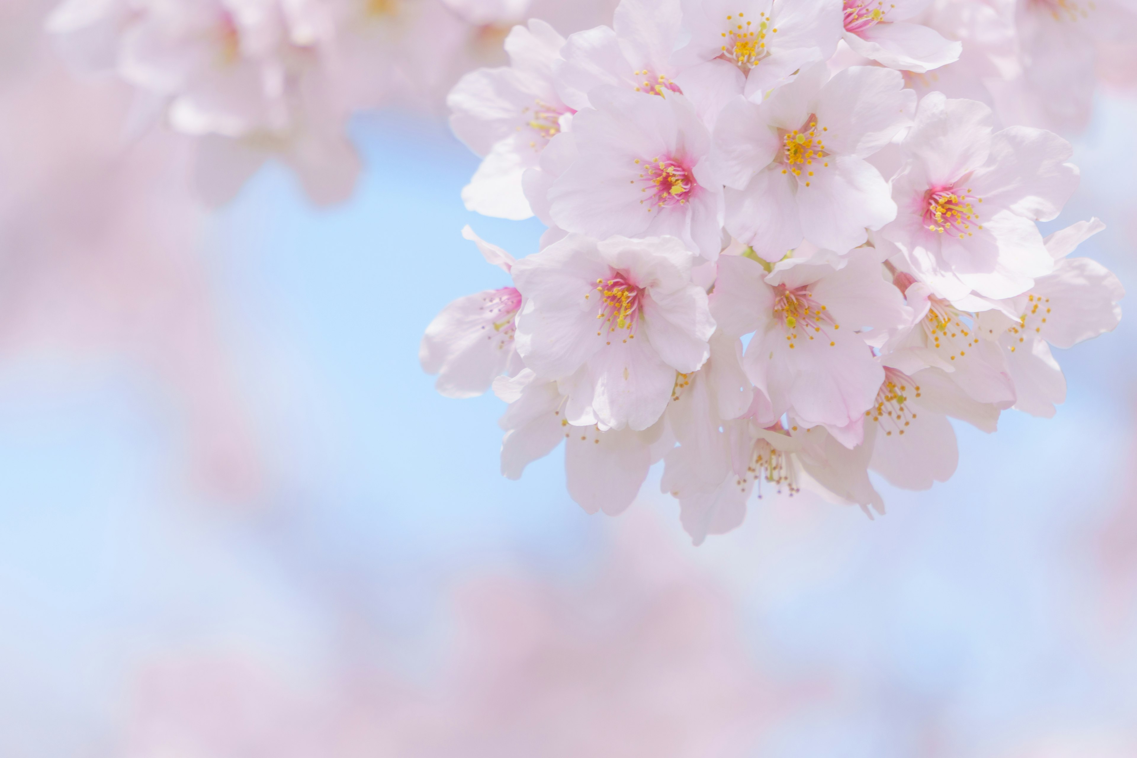 Hermosas flores de cerezo en rosa suave contra un fondo azul claro