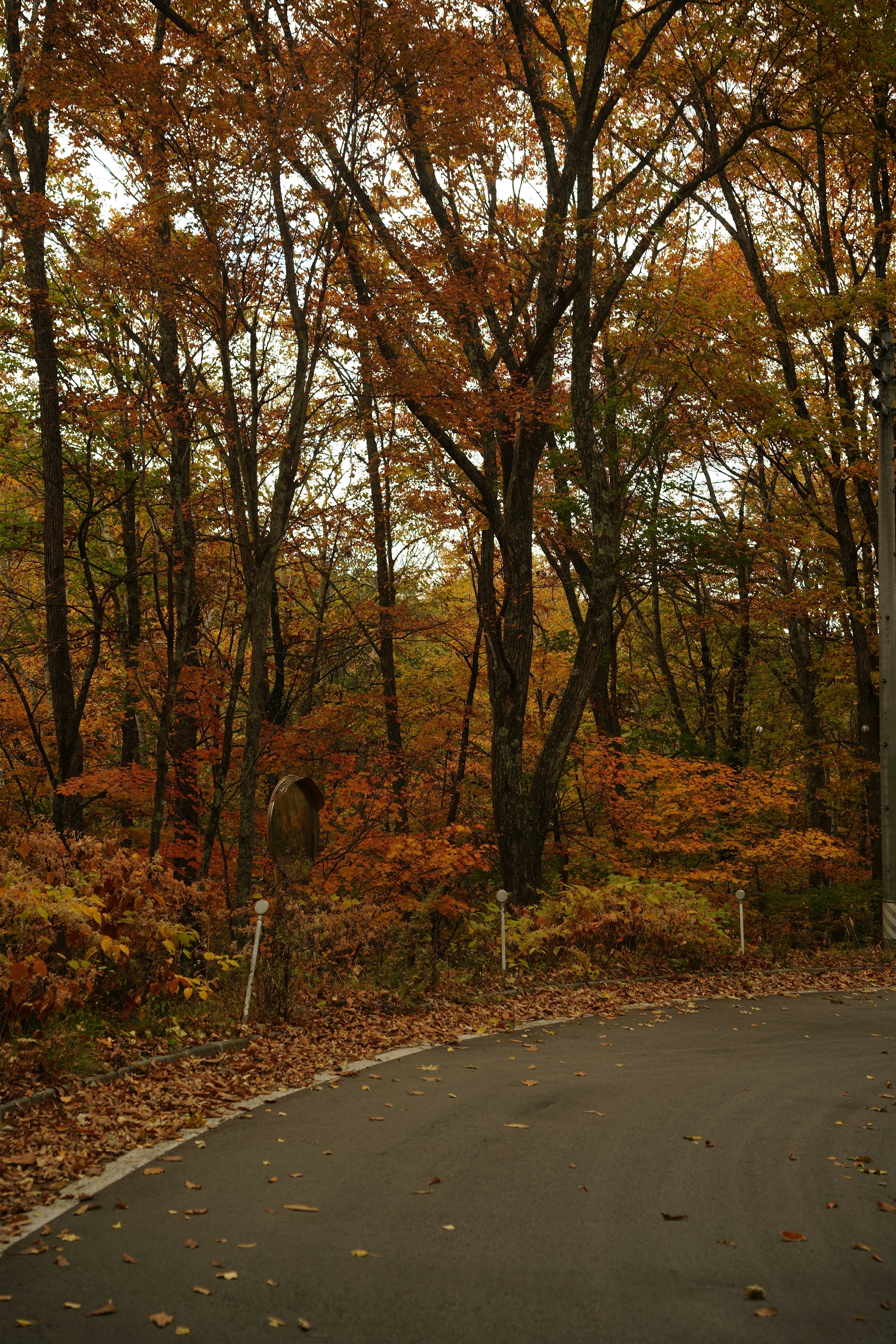 Route courbée entourée d'arbres aux couleurs d'automne