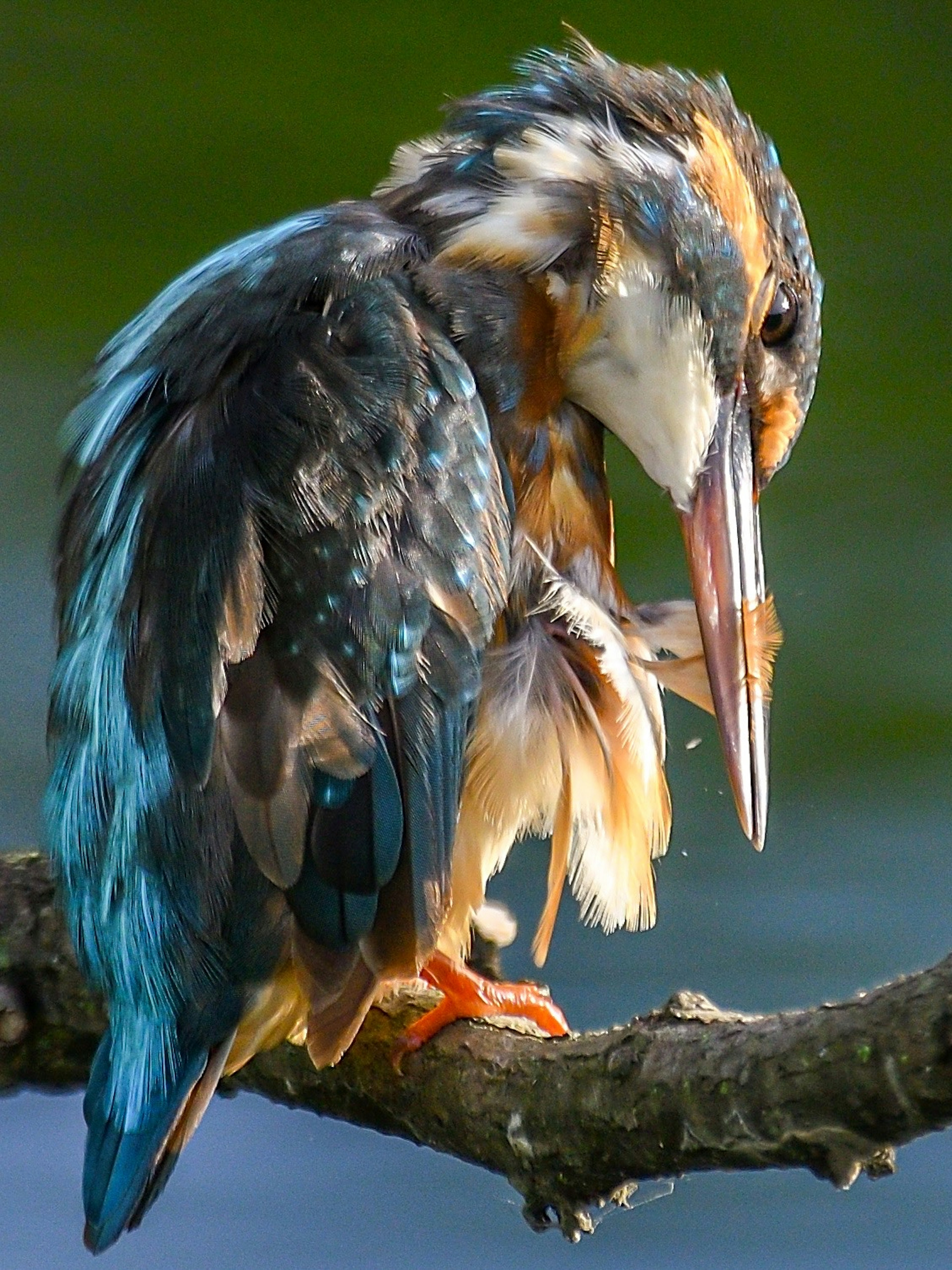 Un bellissimo kingfisher con piume blu appollaiato su un ramo mentre si sistema le piume