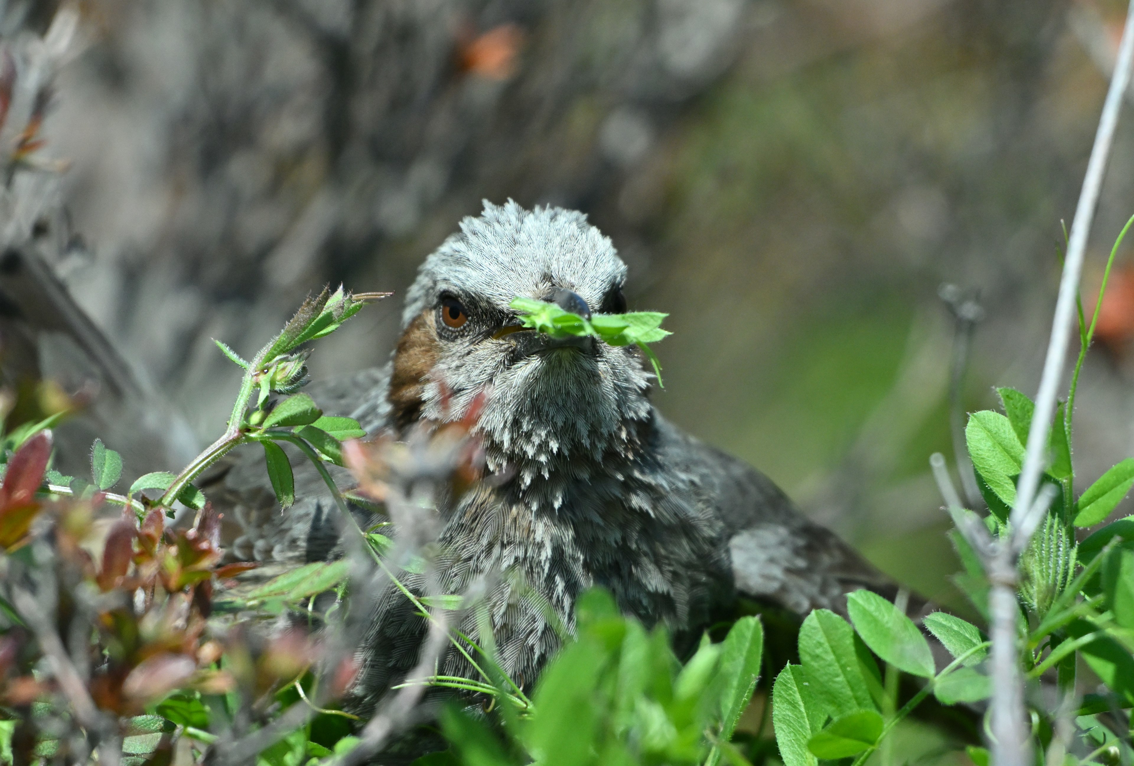 Vogel im Laub getarnt mit Grünzeug im Schnabel