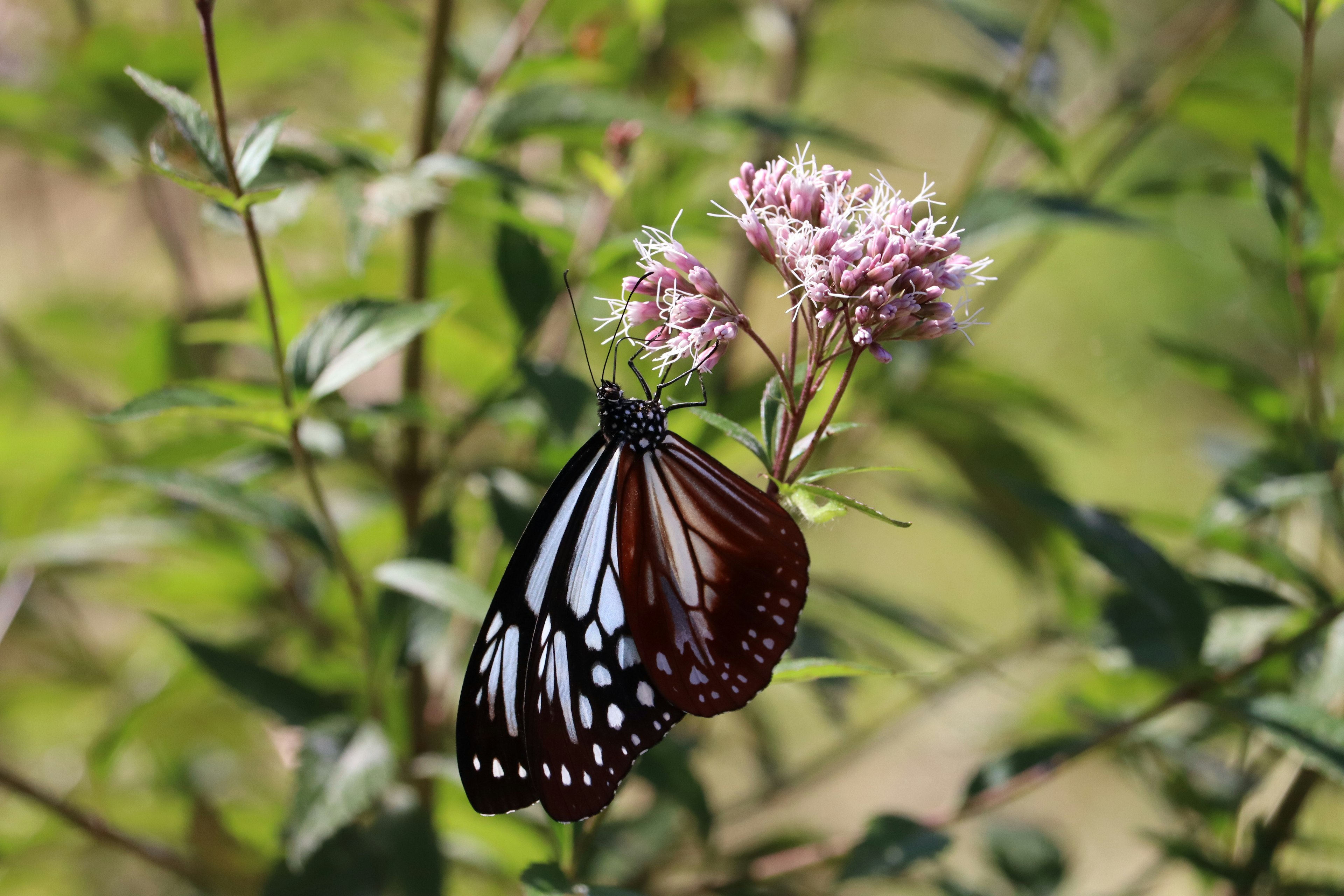 Un papillon à motifs noirs et blancs se posant sur des fleurs roses