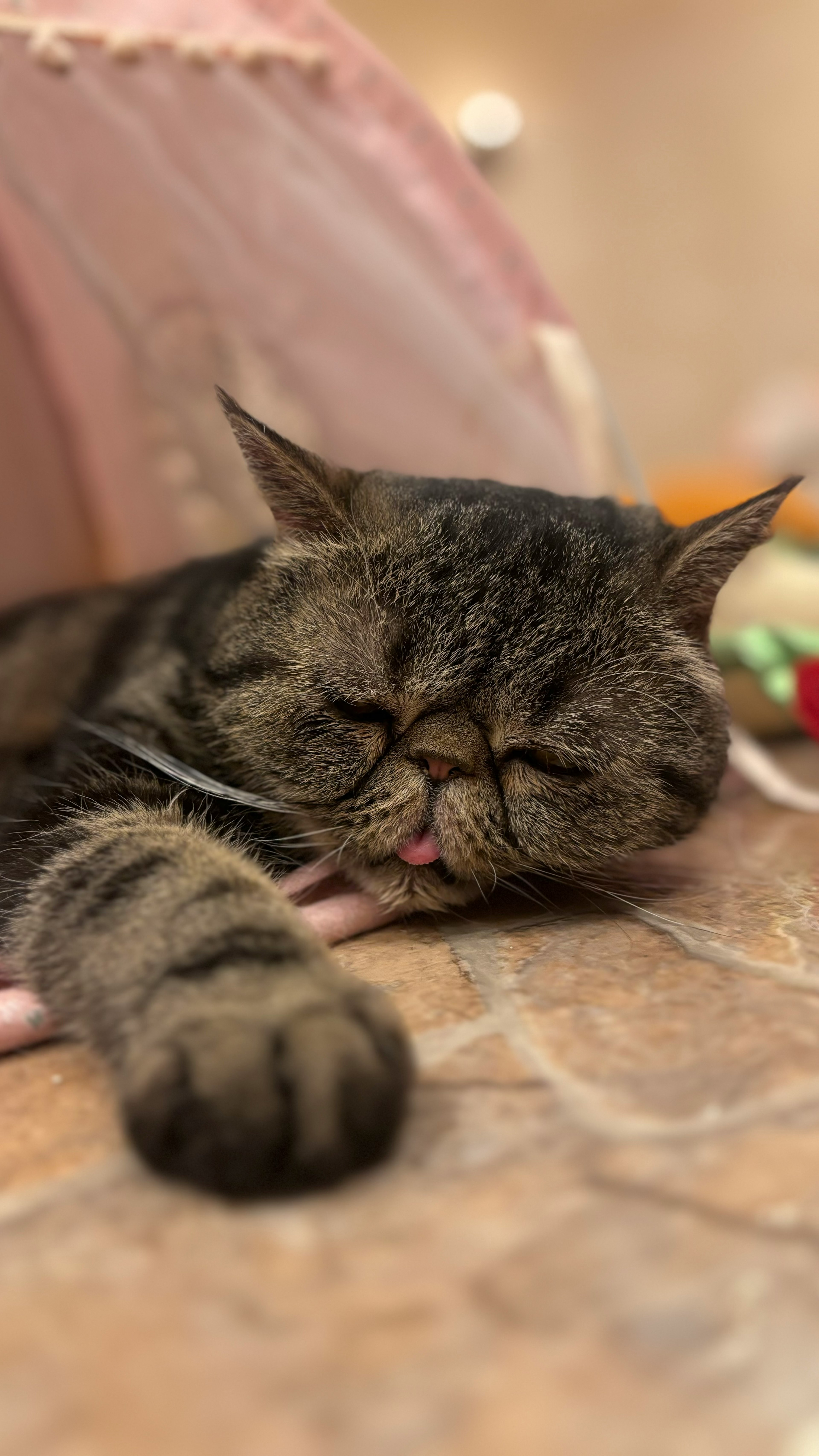 A sleeping exotic shorthair cat resting comfortably