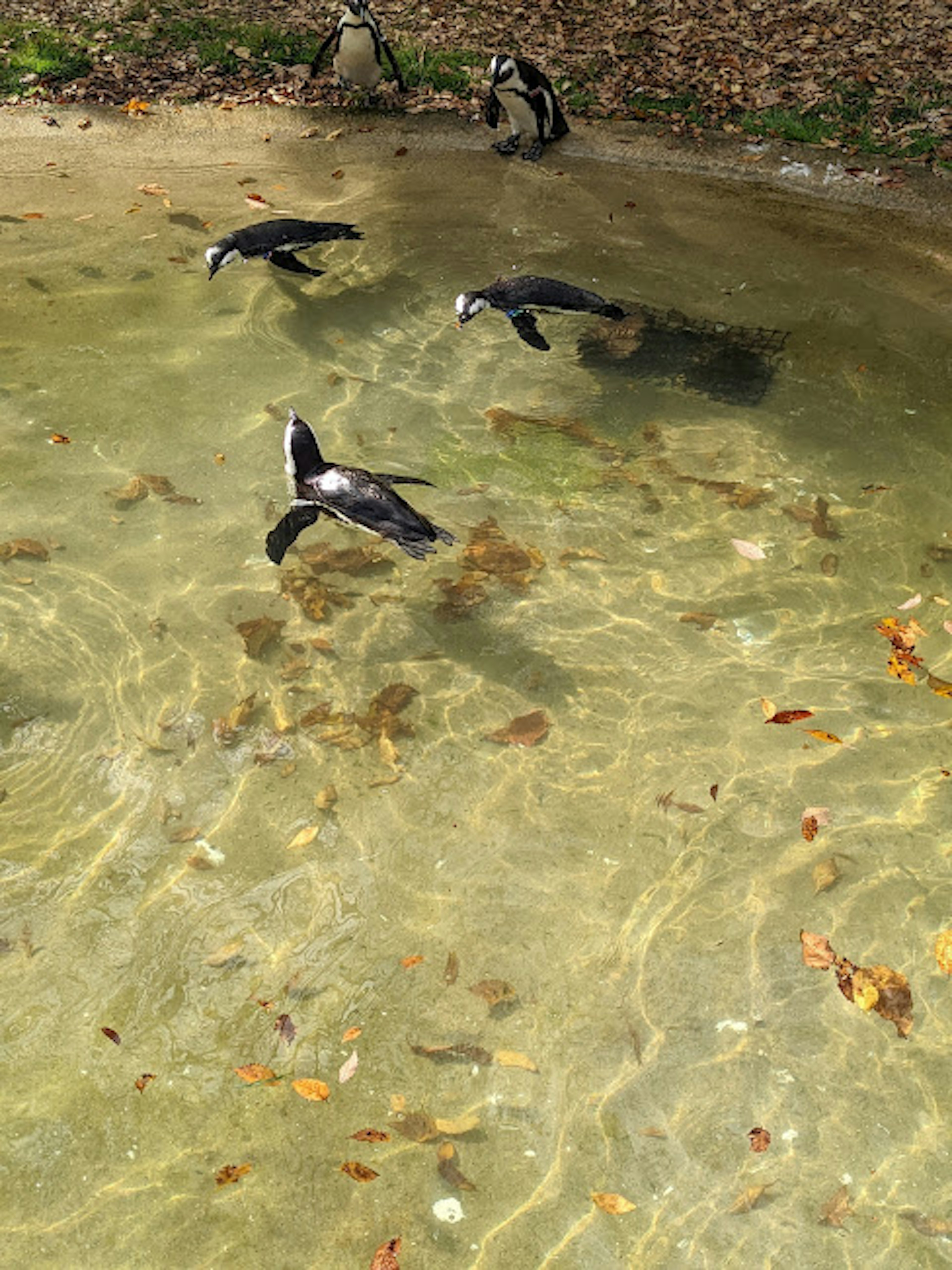 Sekelompok penguin berenang di air jernih dikelilingi oleh alam