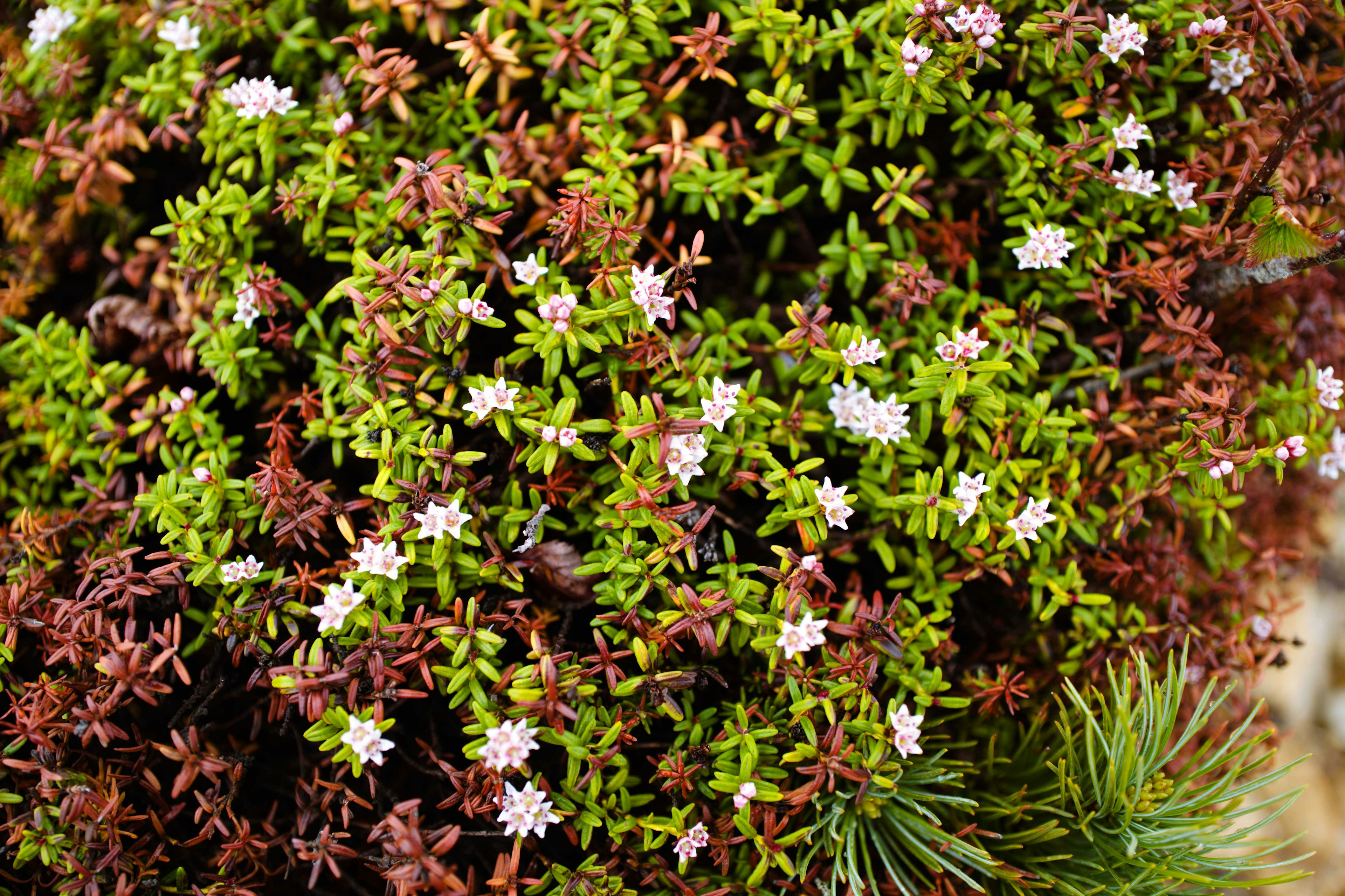 Nahaufnahme einer Pflanze mit kleinen grünen und braunen Blättern und blühenden weißen Blumen