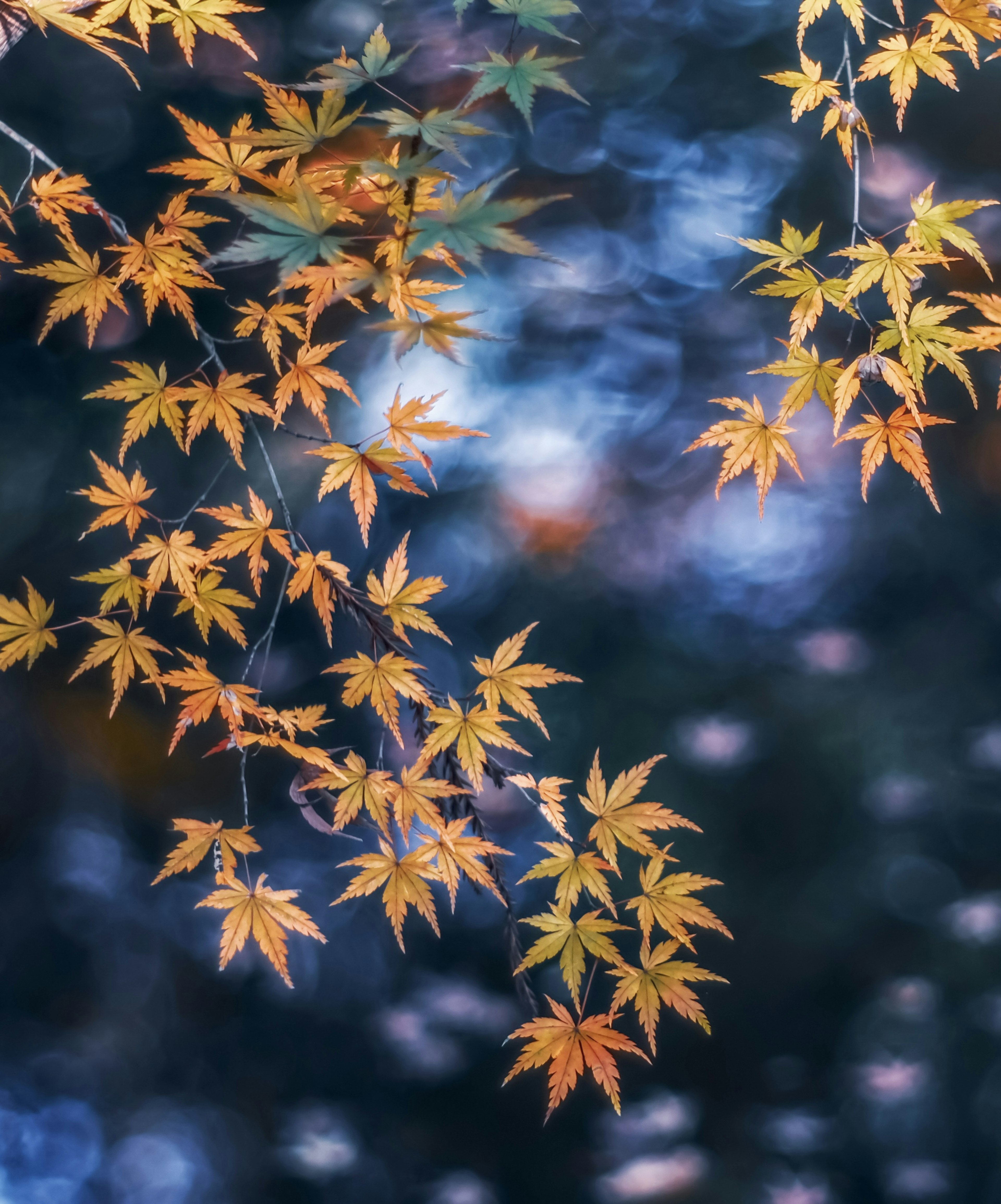 色づいたカエデの葉が青い背景に浮かぶ美しい風景