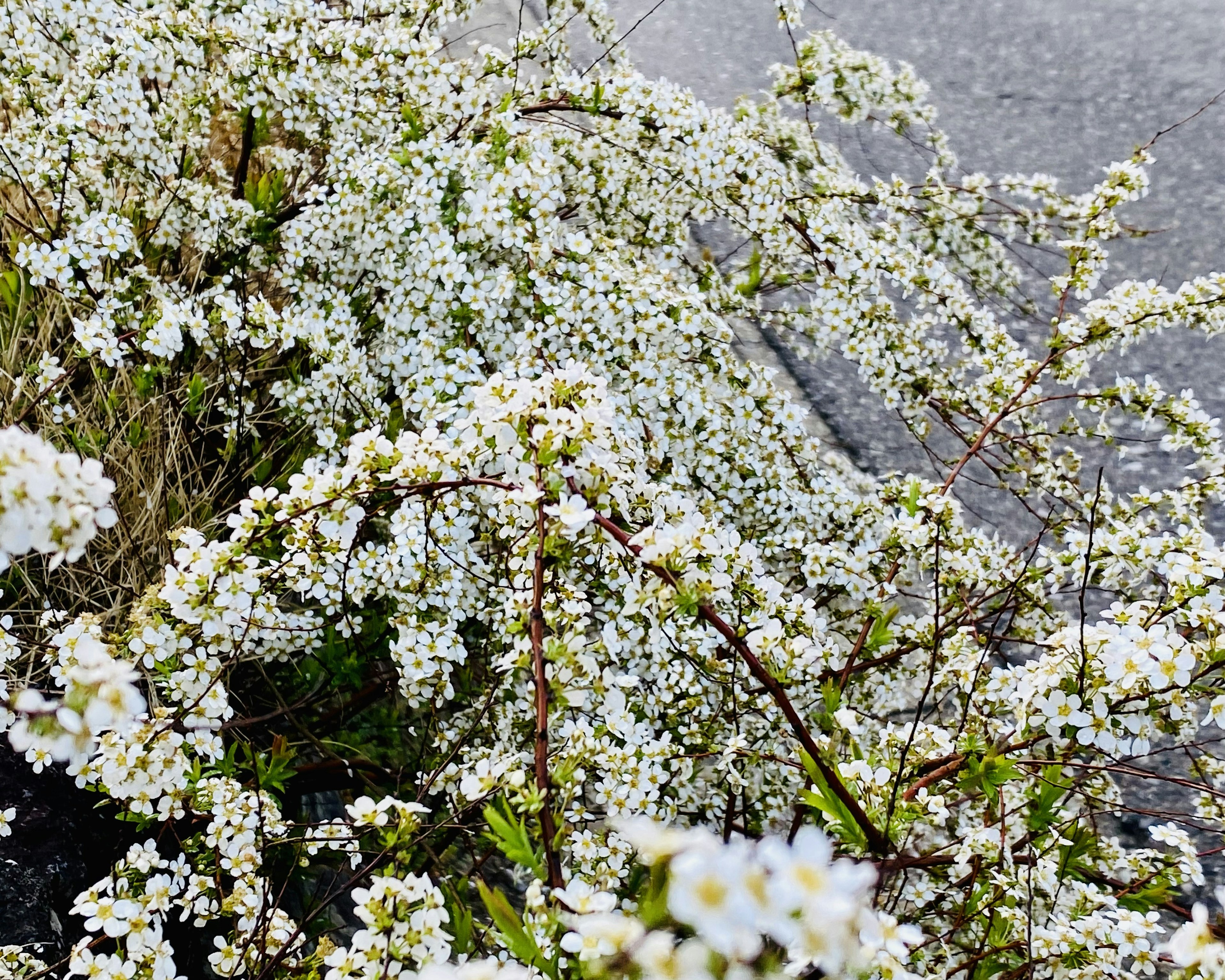 Close-up of white flowering plants