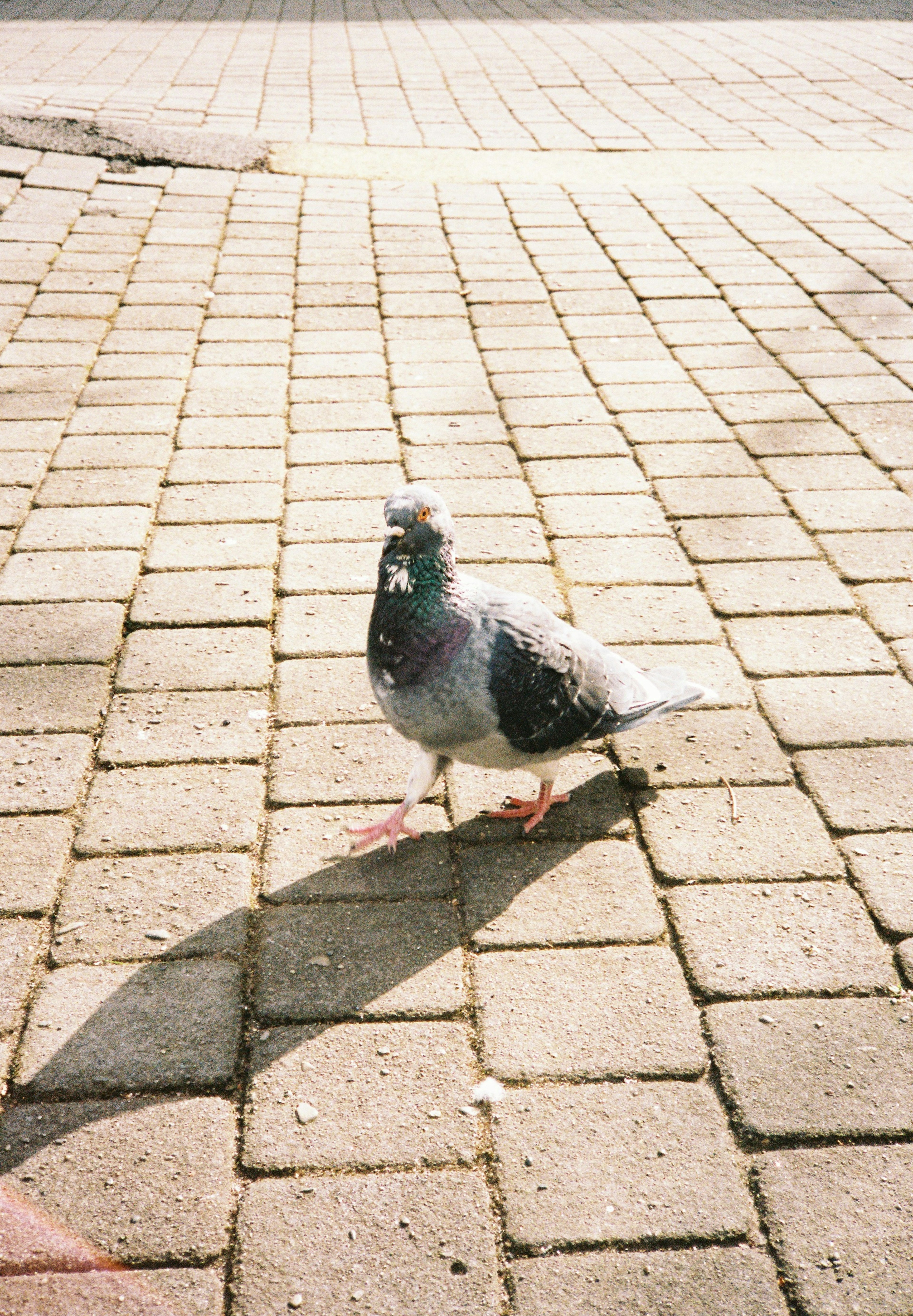 Pigeon se tenant sur un chemin pavé