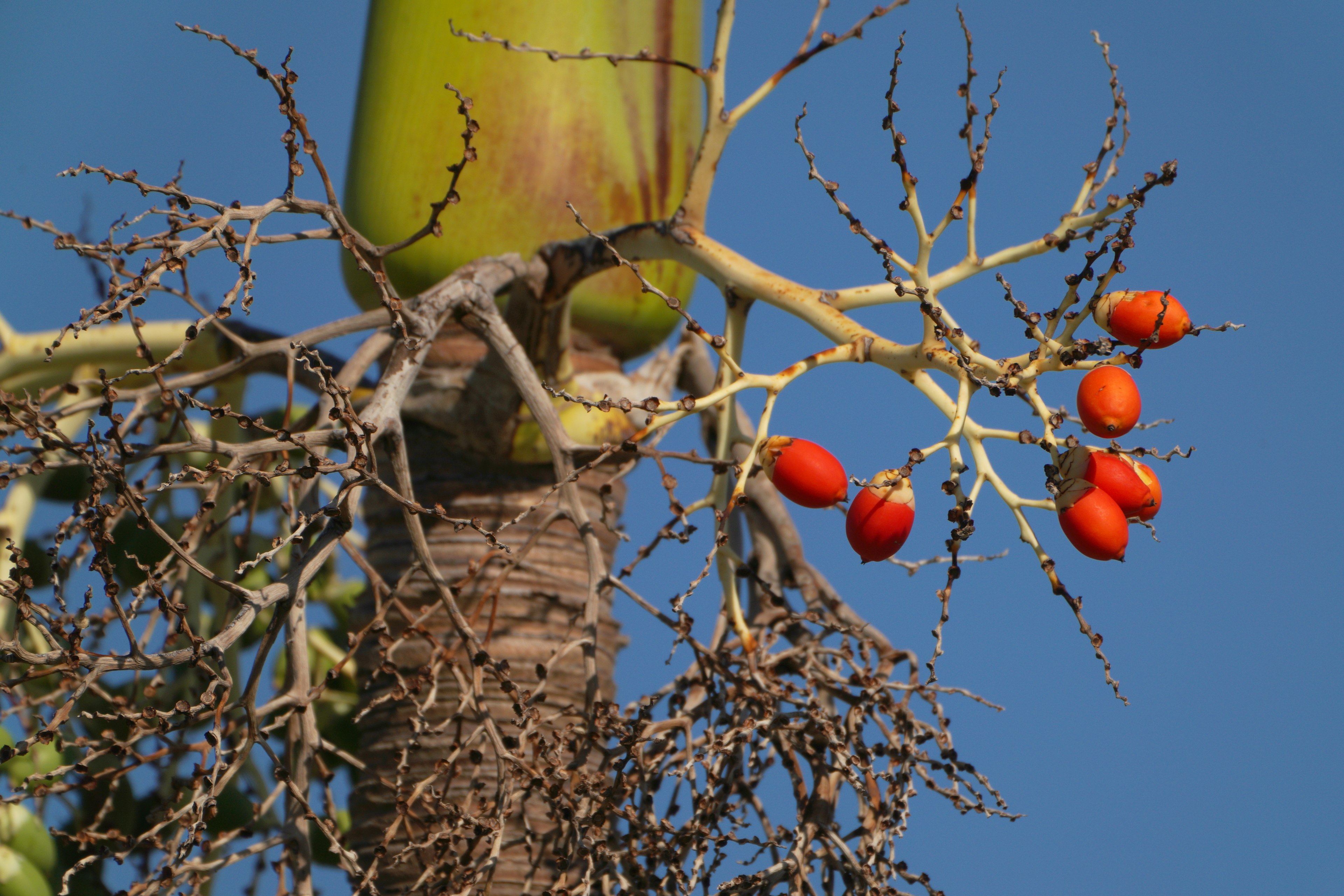 Close-up of a plant with orange fruits on dry branches extending from a green trunk