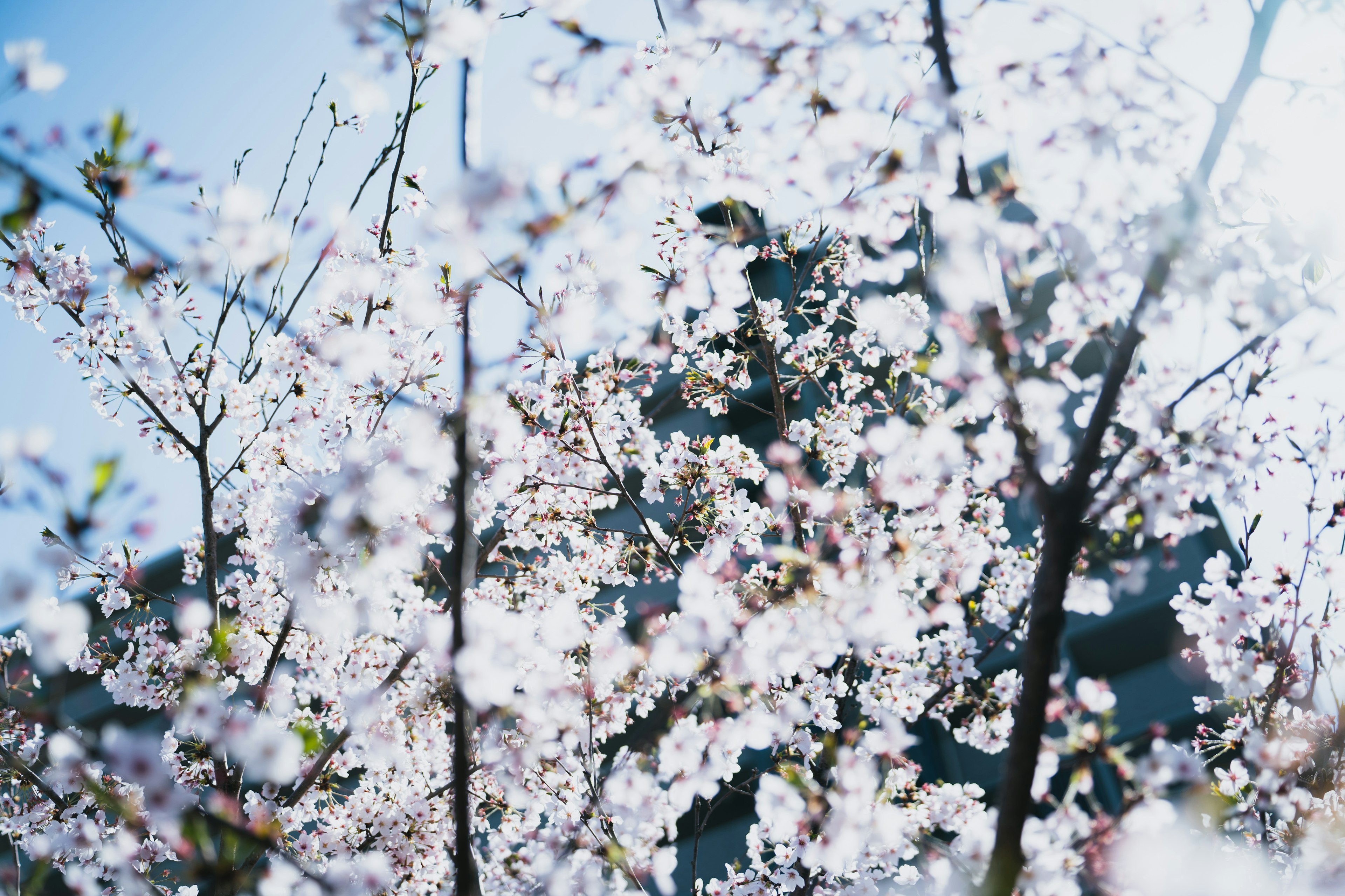 桜の花が咲いている様子で、青空が背景にある