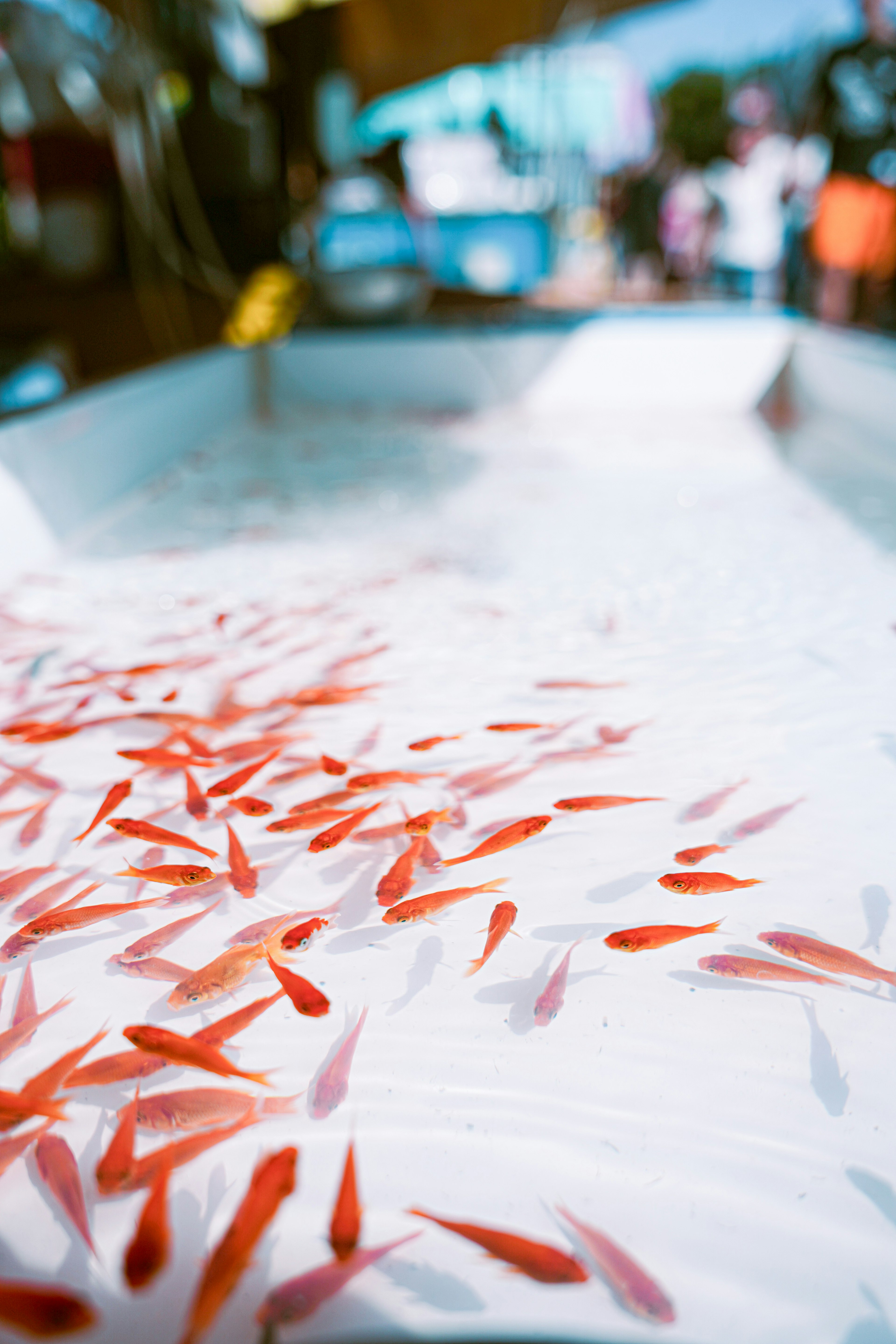 A school of red fish swimming in a tank with blurred people in the background