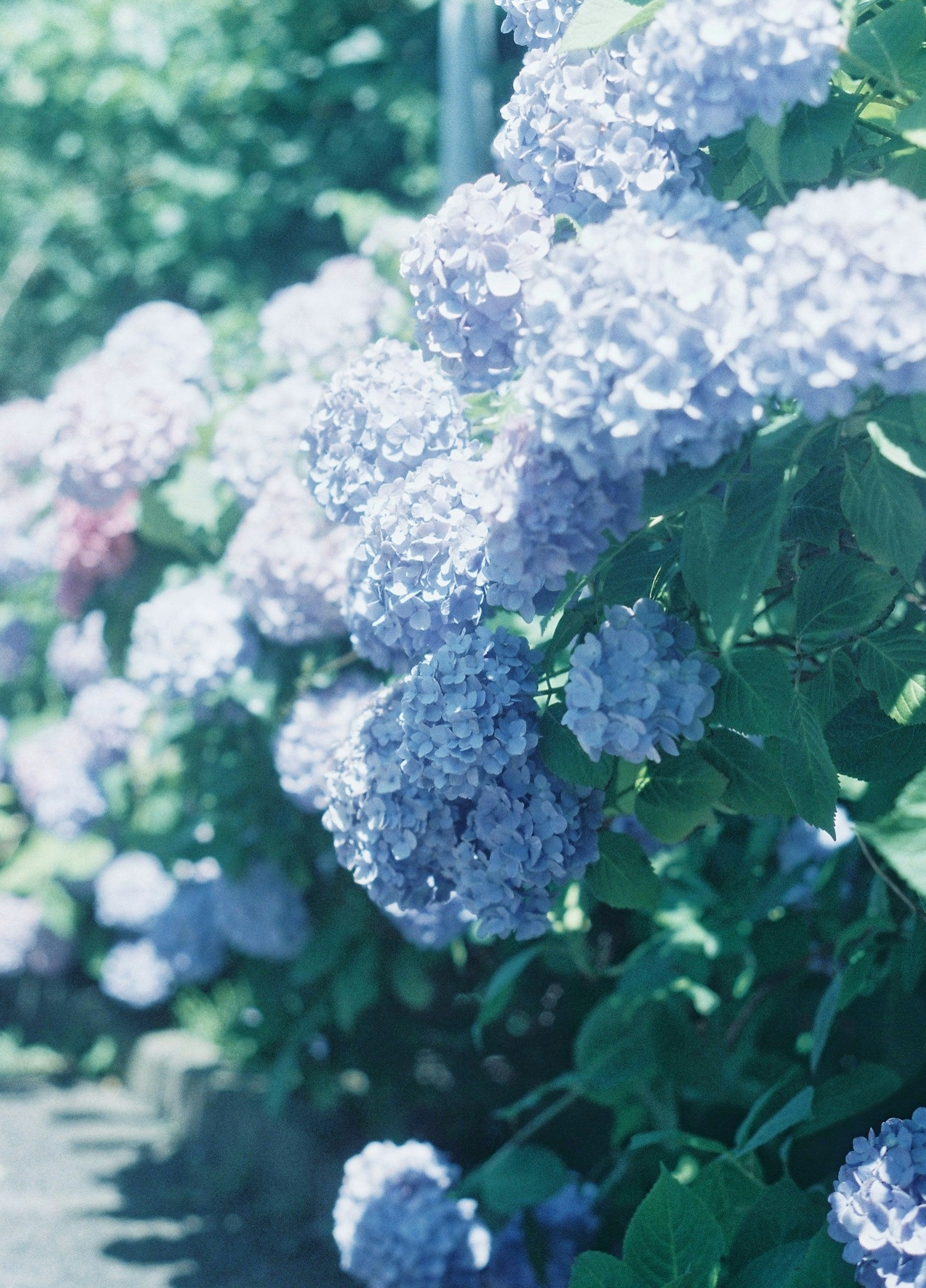 青紫色のアジサイの花が咲いている風景