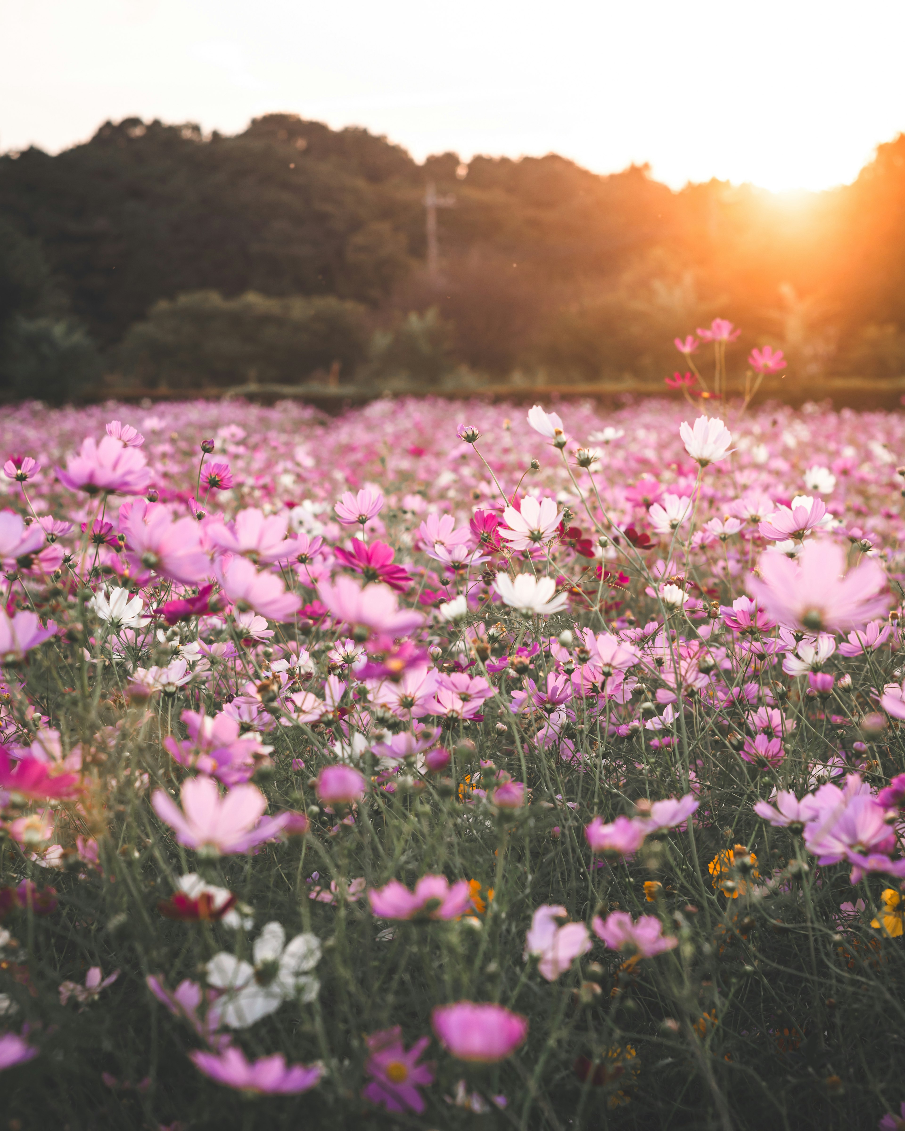 Field of cosmos flowers with sunlight at sunset