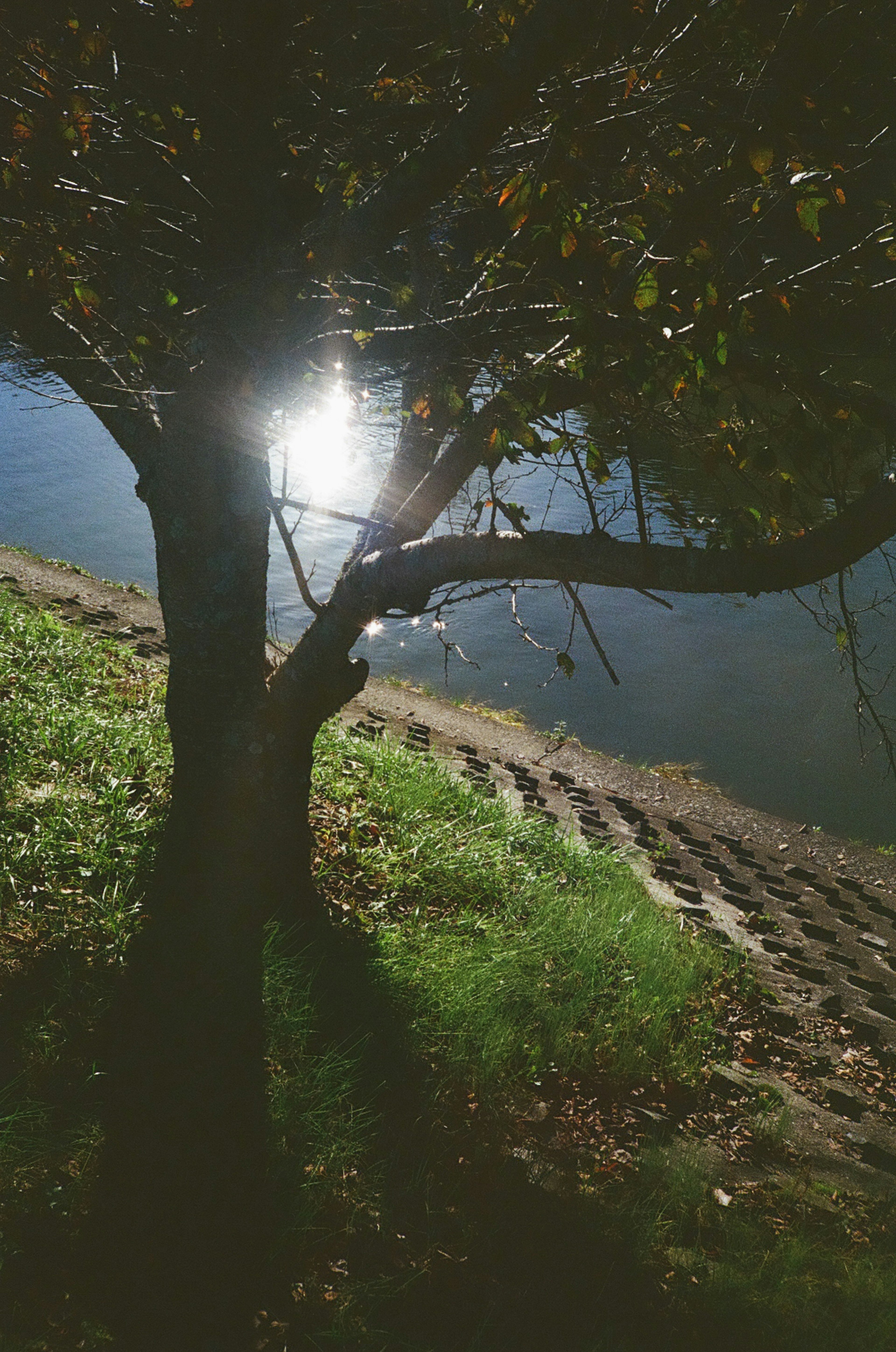 A tree by the water reflecting sunlight creating a serene atmosphere