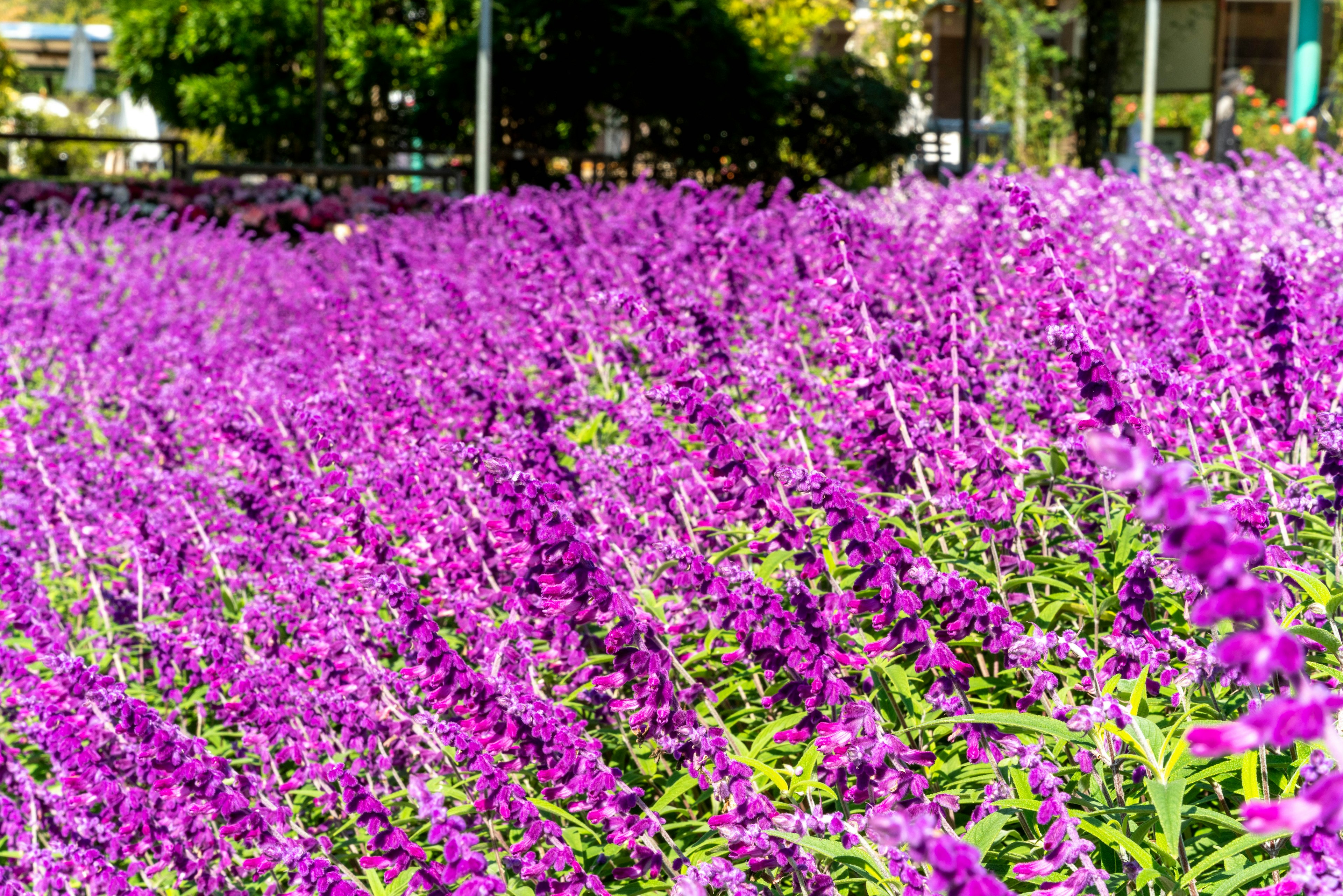 Un hermoso paisaje lleno de flores moradas en flor