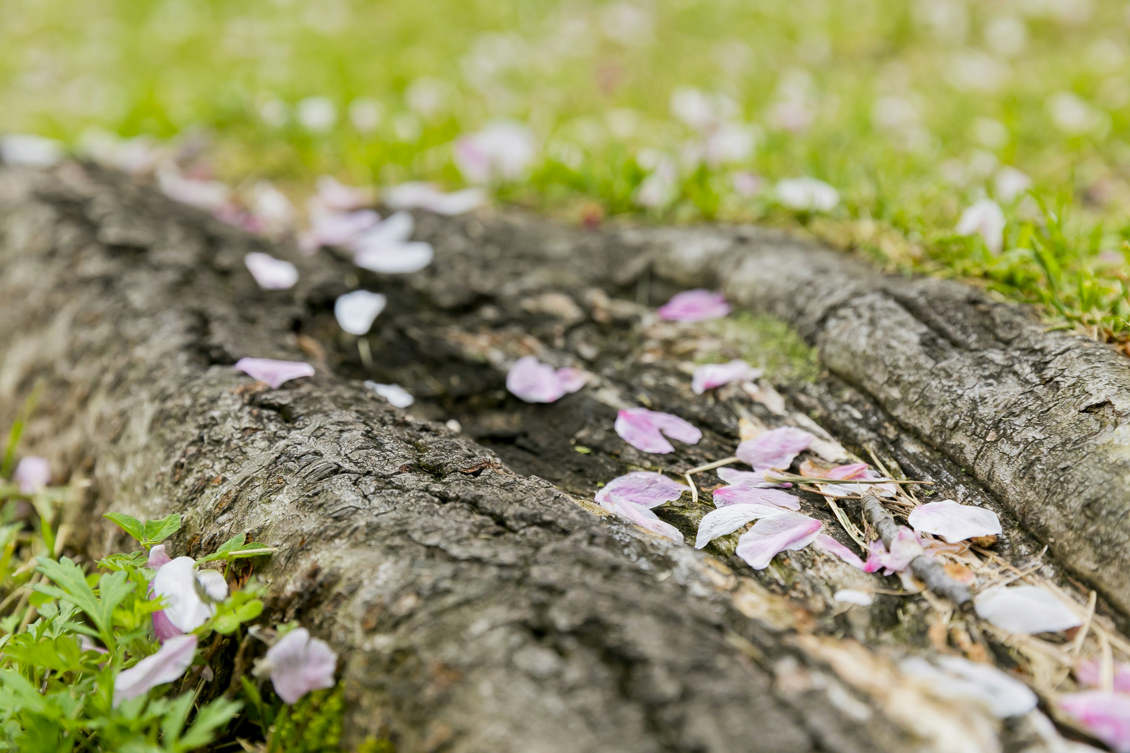 Pétalos de cerezo esparcidos sobre un tronco de árbol con hierba verde