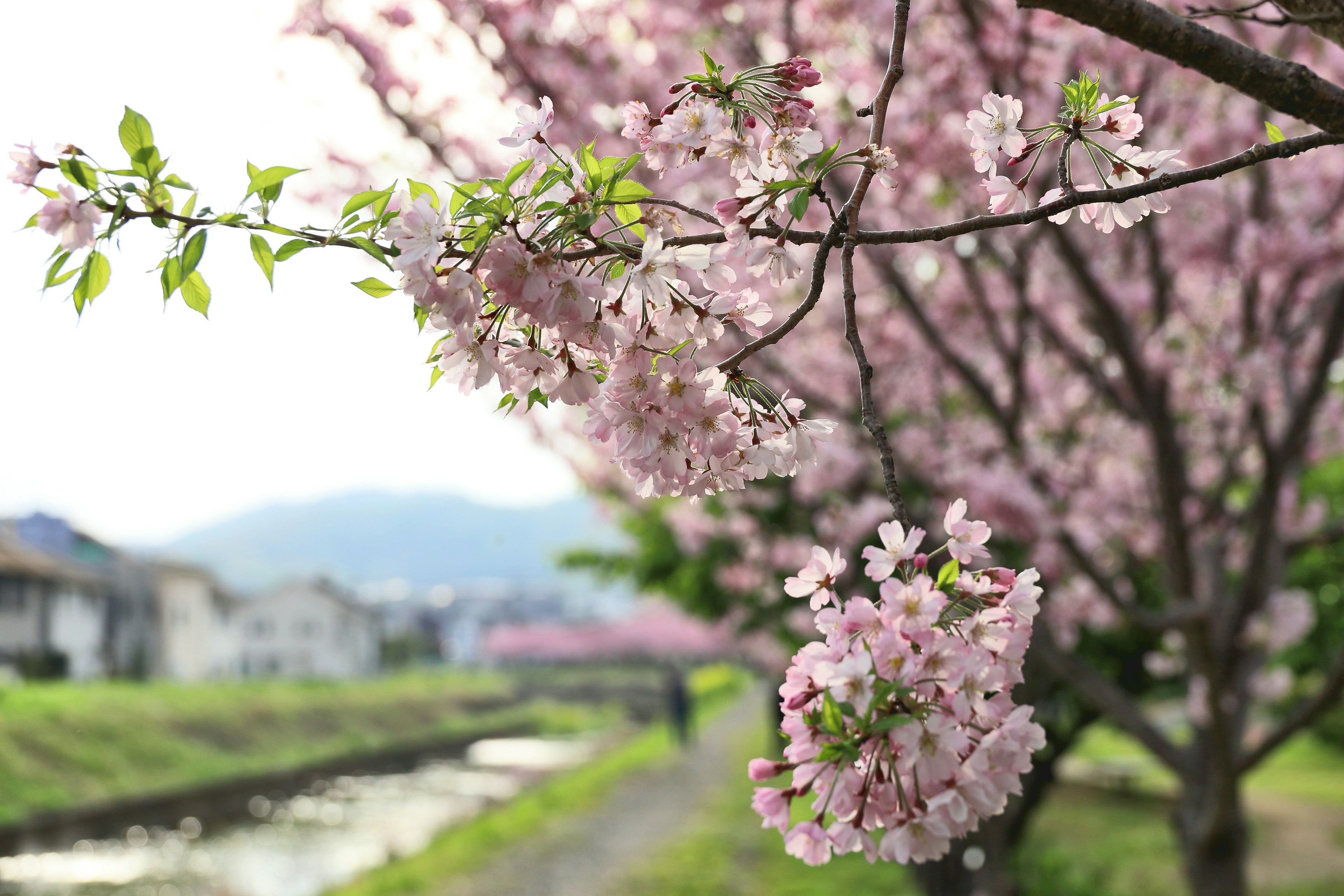 Cerezos en flor a lo largo de un camino junto al río