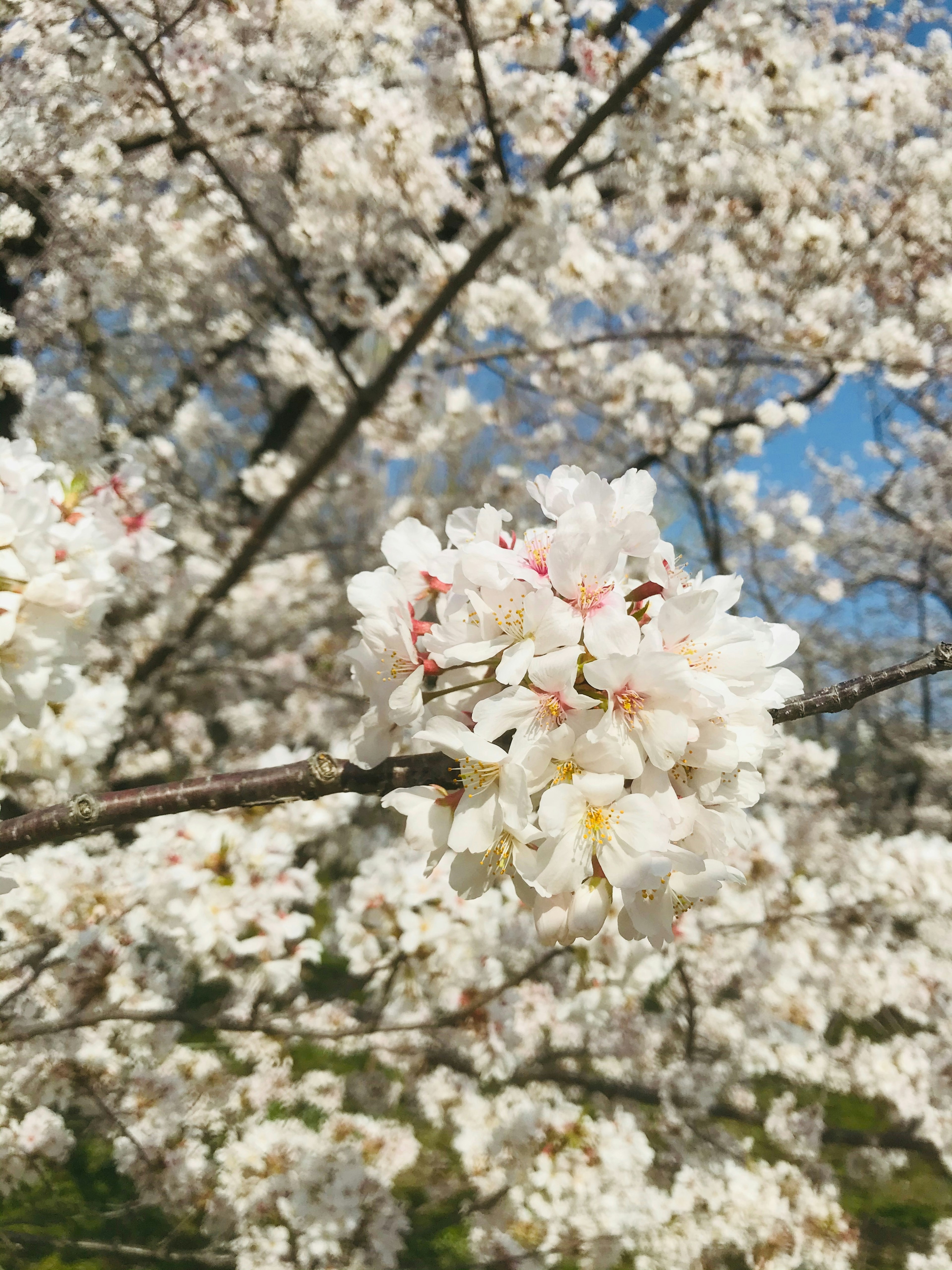 白い桜の花が咲いている枝のクローズアップ 青空が背景にある