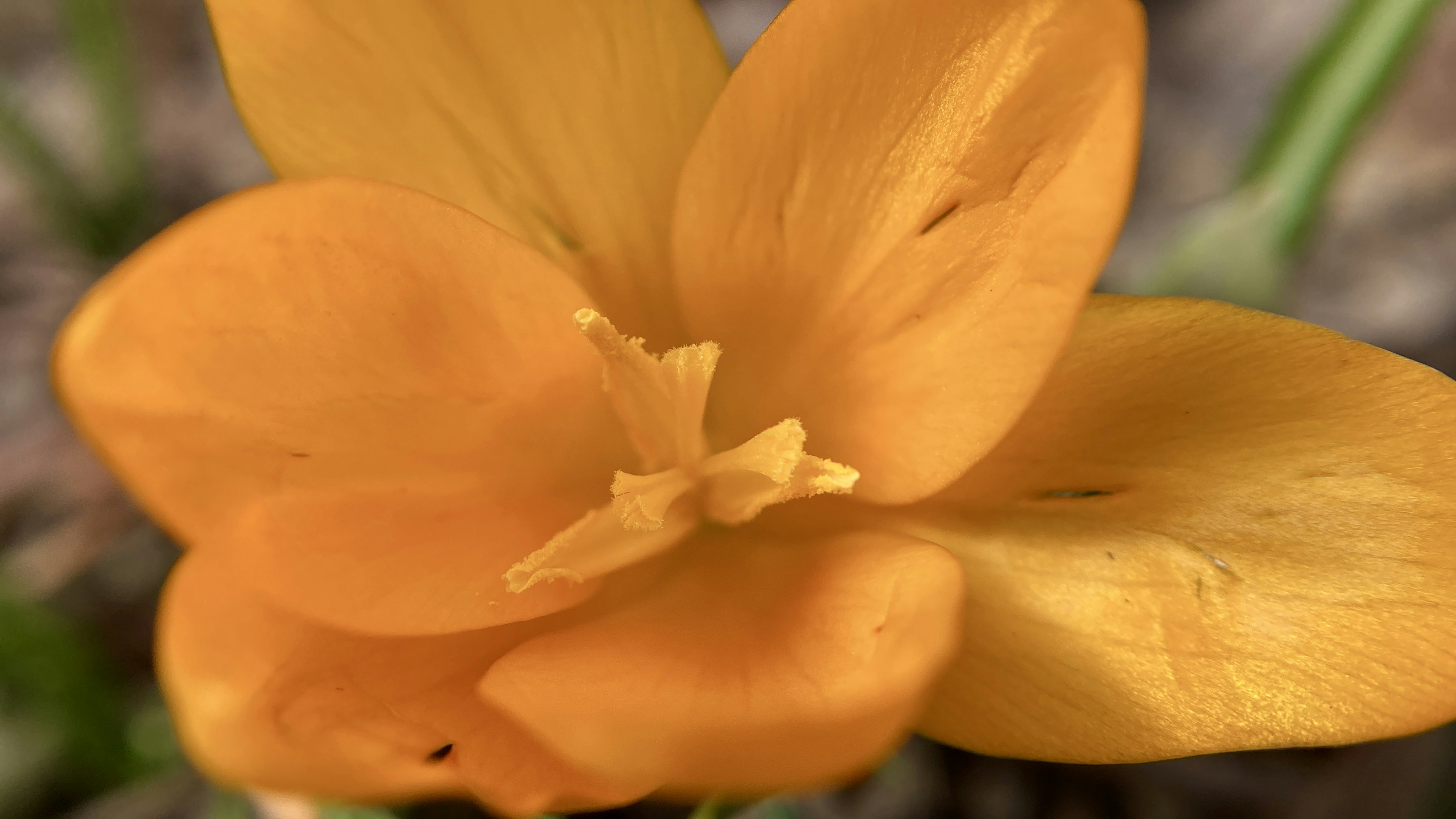 Gros plan sur une fleur orange vif