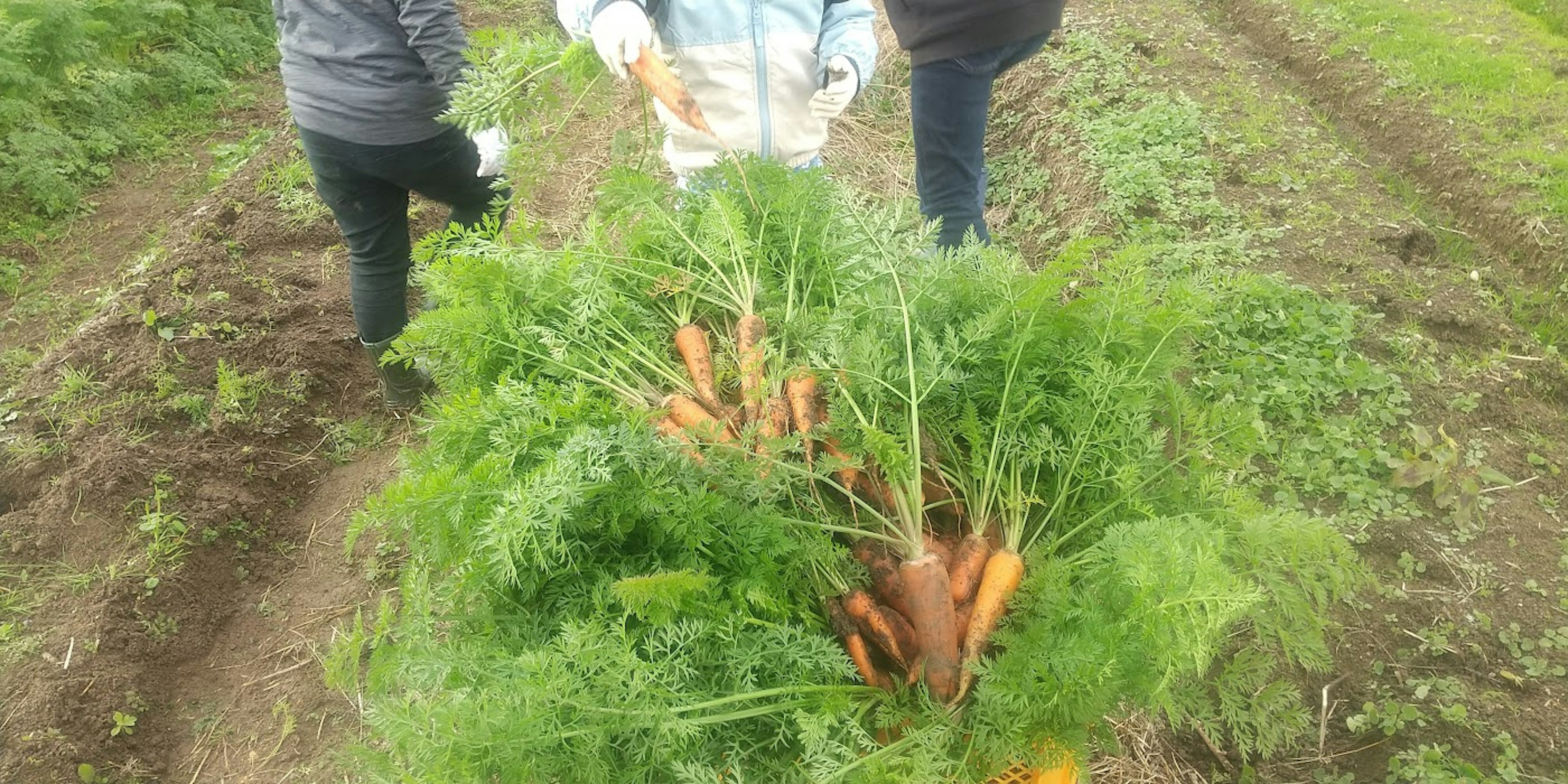 Personas sosteniendo un manojo de zanahorias frescas cosechadas del campo