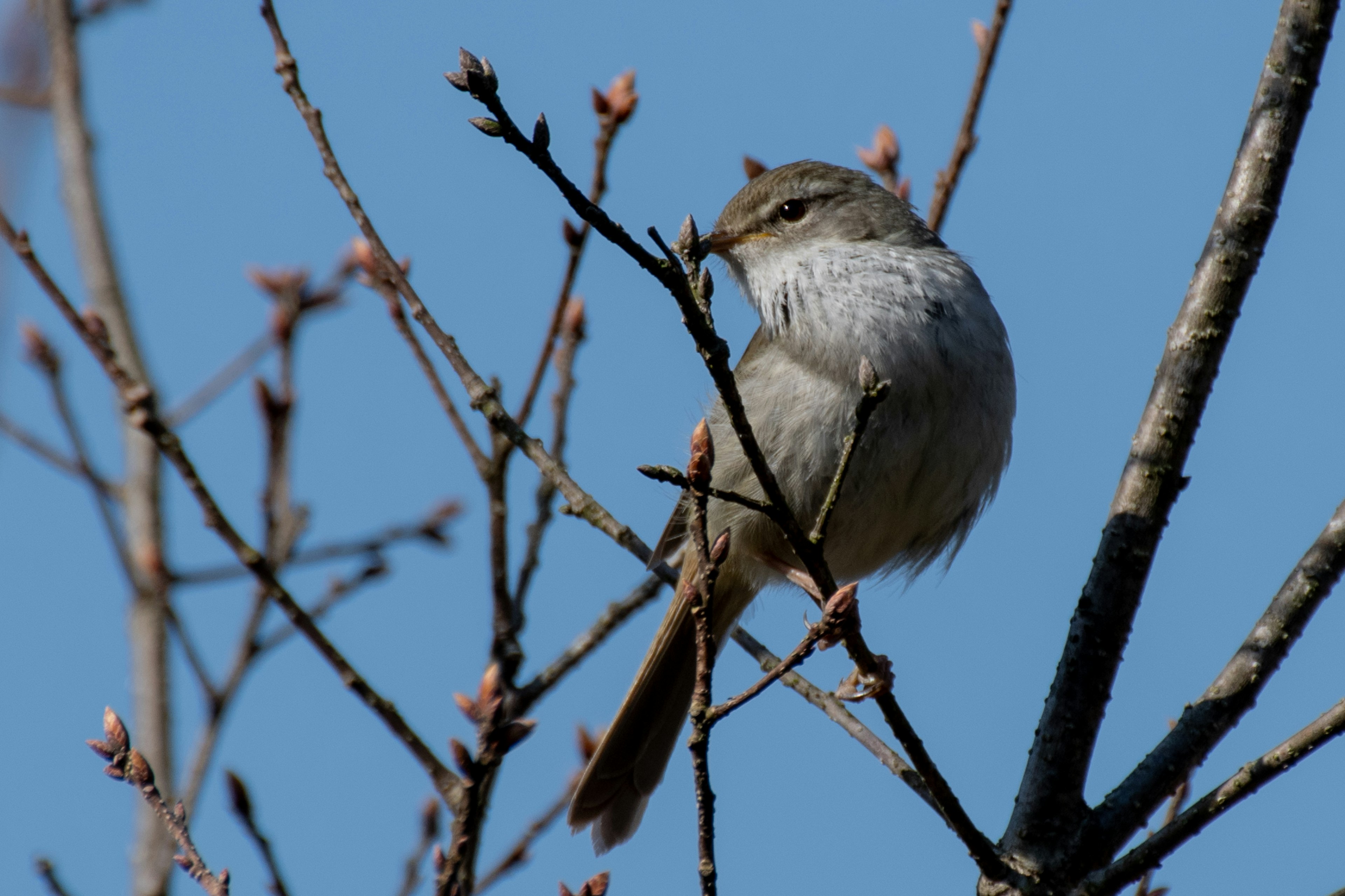 Ein Vogel sitzt auf einem Ast unter einem blauen Himmel Der Vogel hat graue Federn und sitzt auf dünnen Ästen