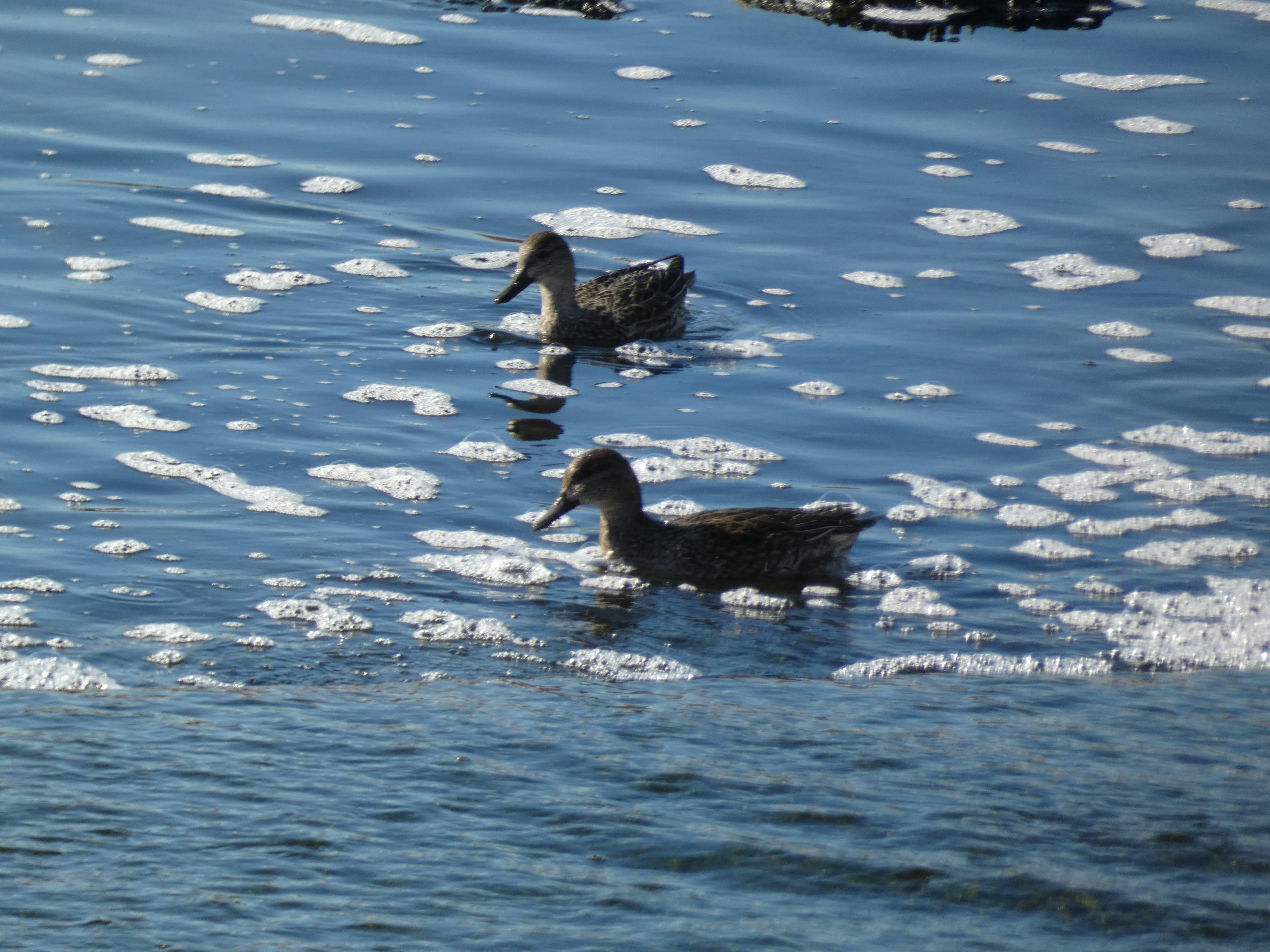 Dos patos nadando en un lago con reflejos y burbujas