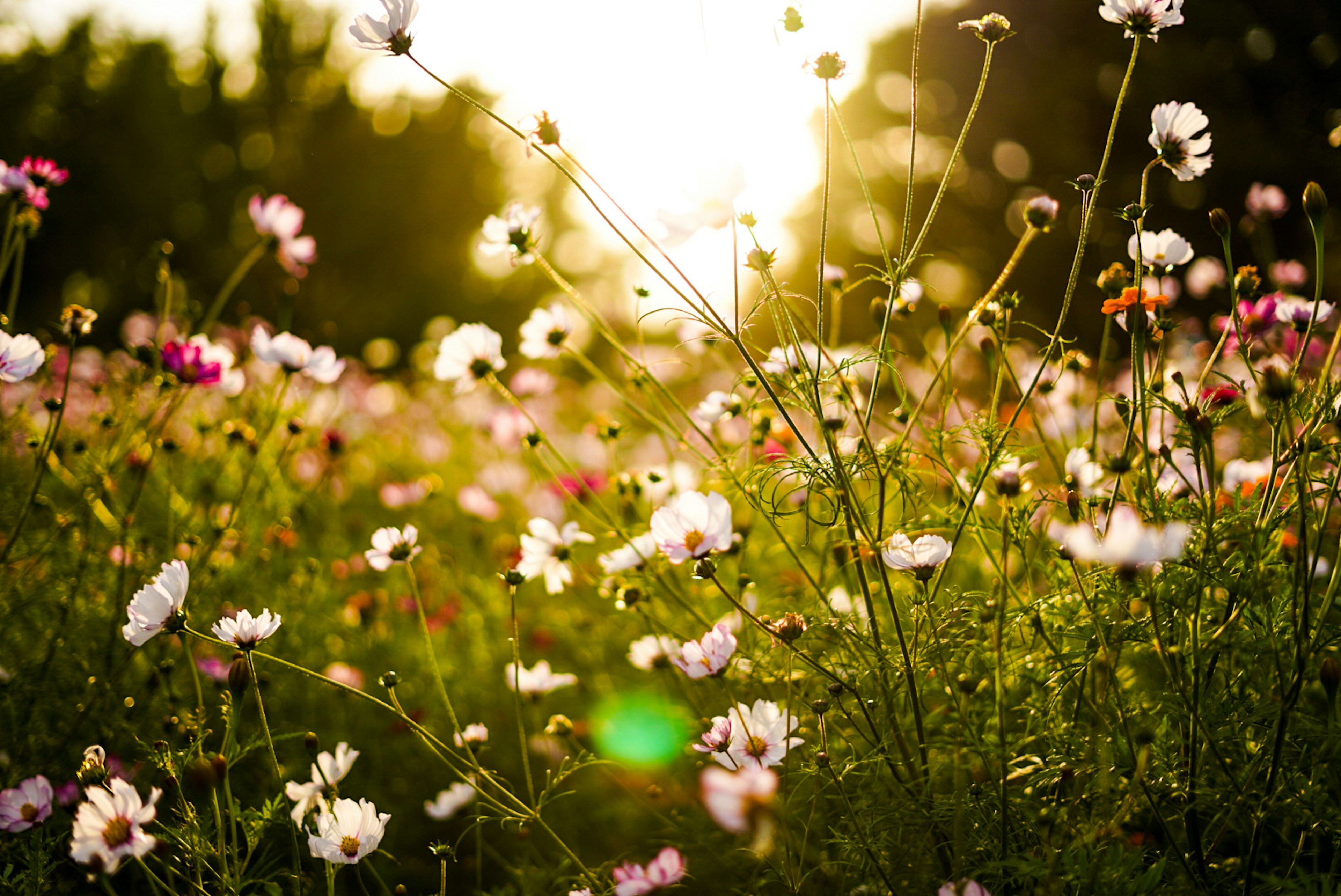 Un campo de flores coloridas floreciendo con un atardecer de fondo