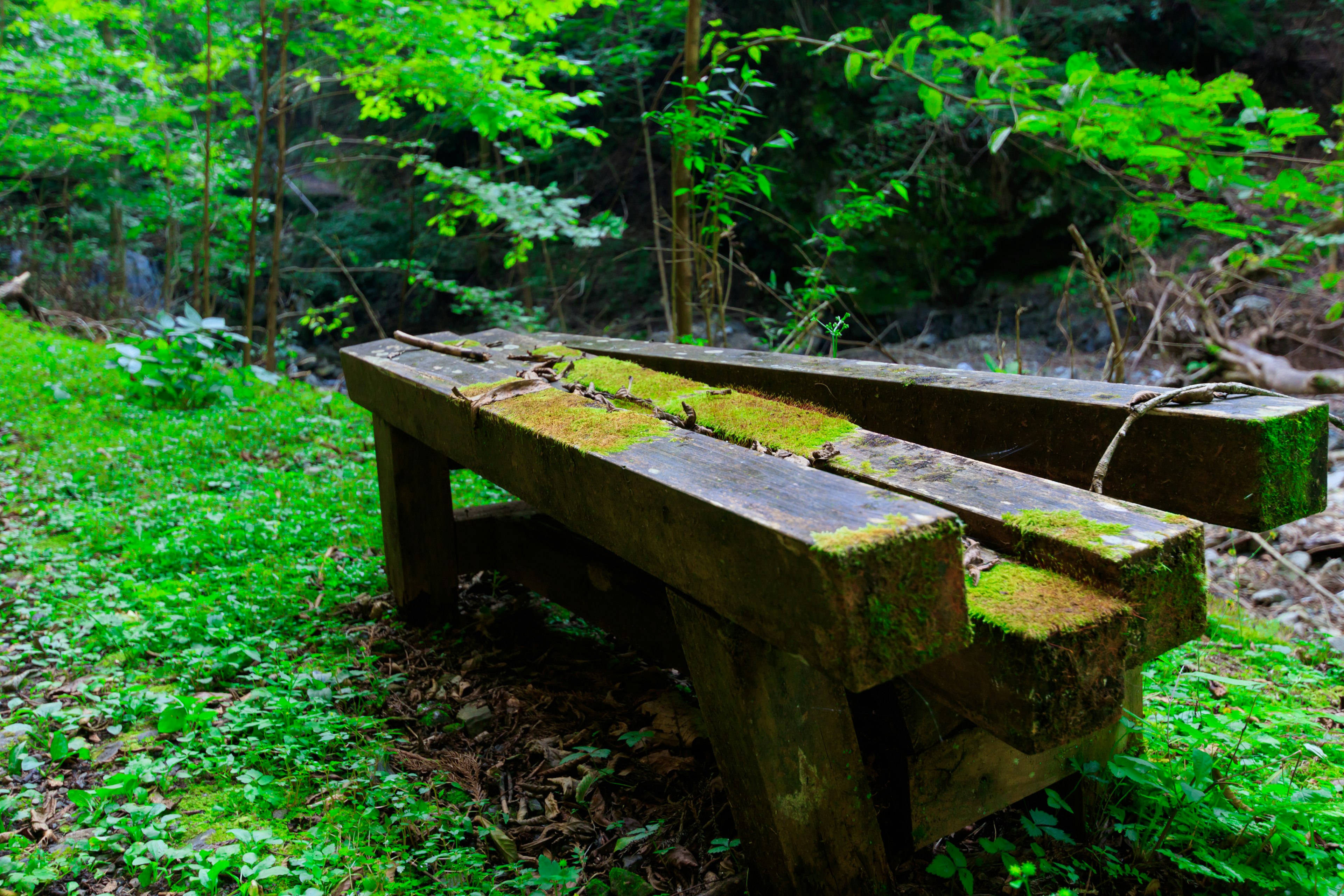 Moss-covered wooden bench and logs in a forest