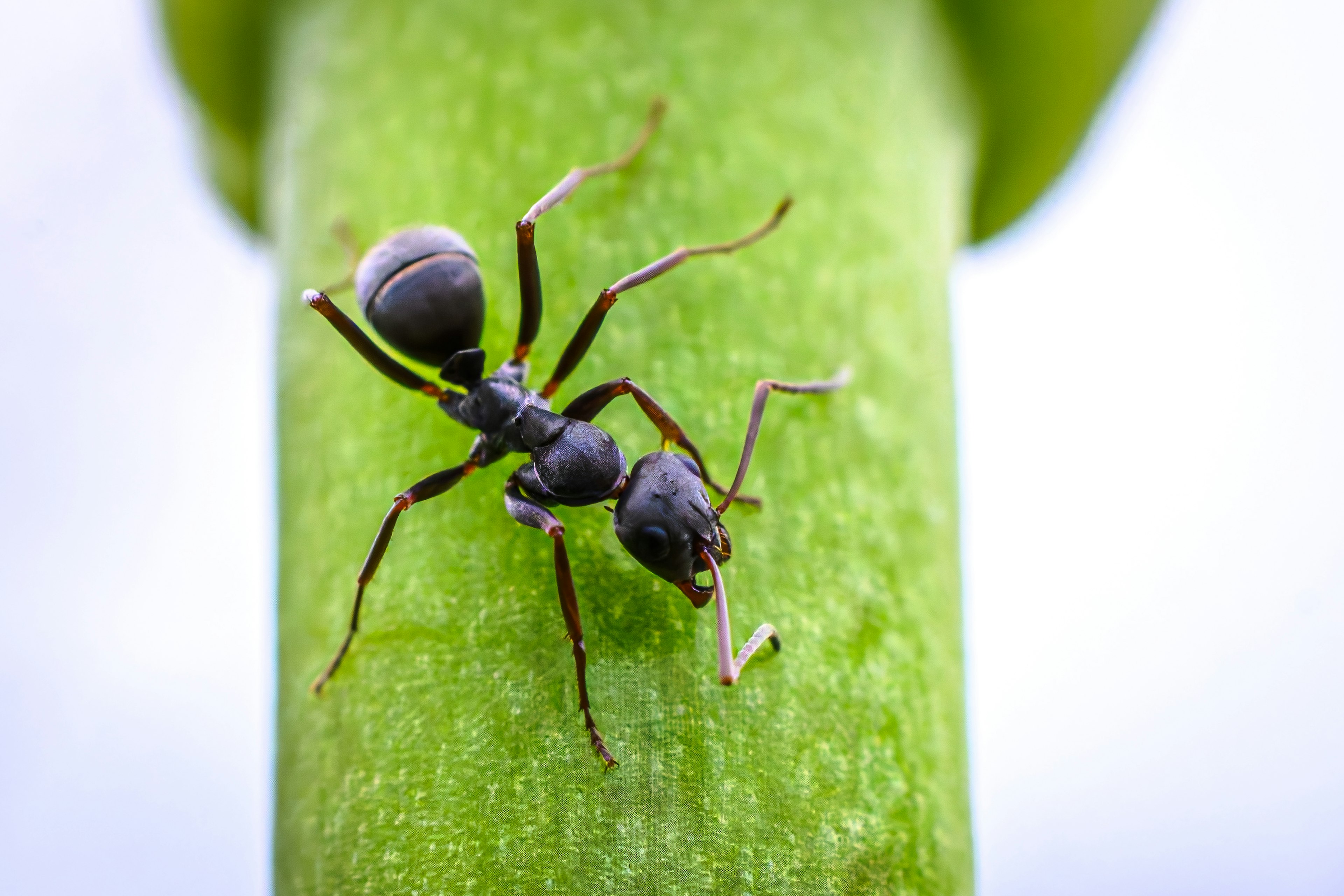 Gros plan d'une fourmi noire grimpant sur une tige verte