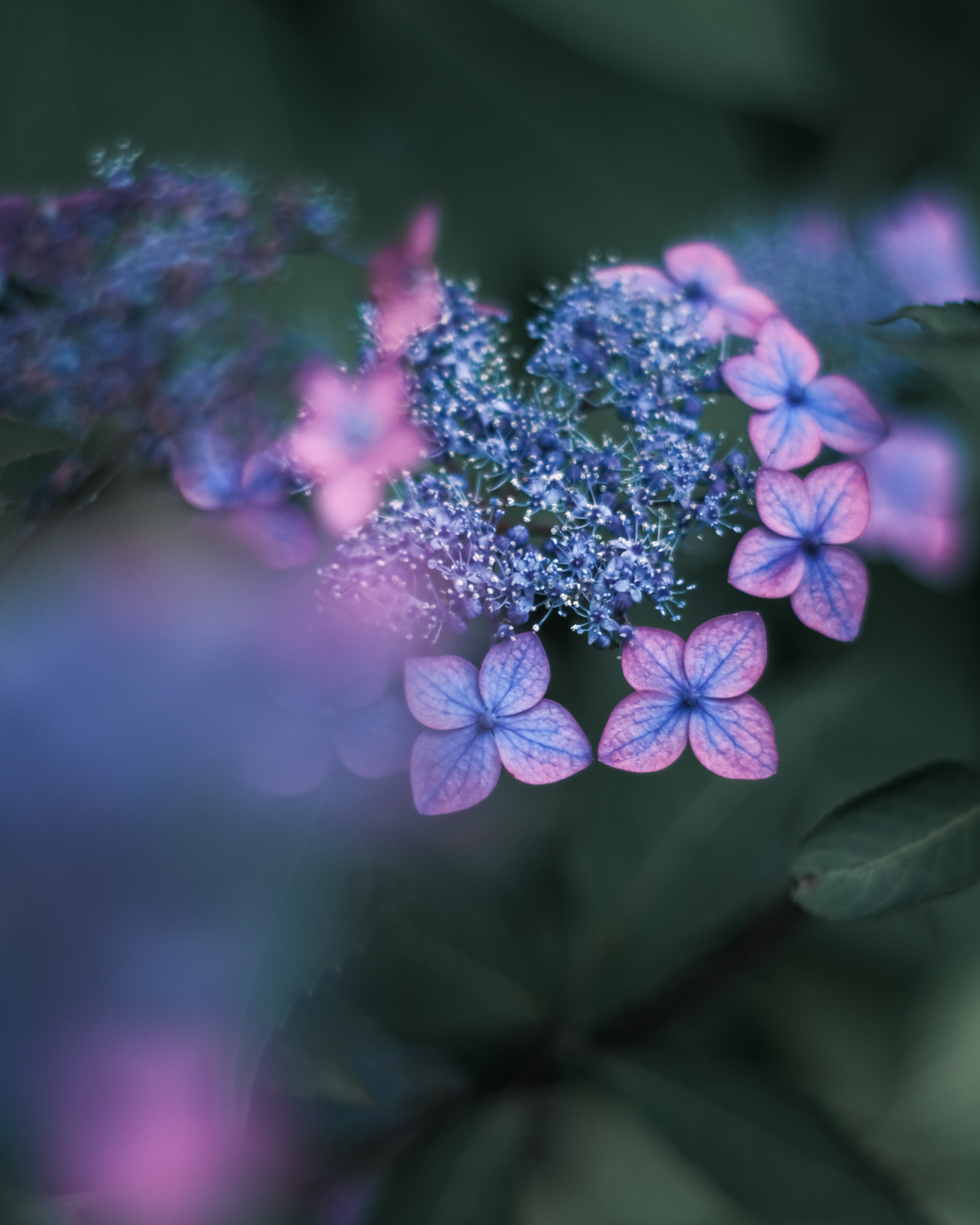 Flores delicadas moradas y azules con un fondo suave