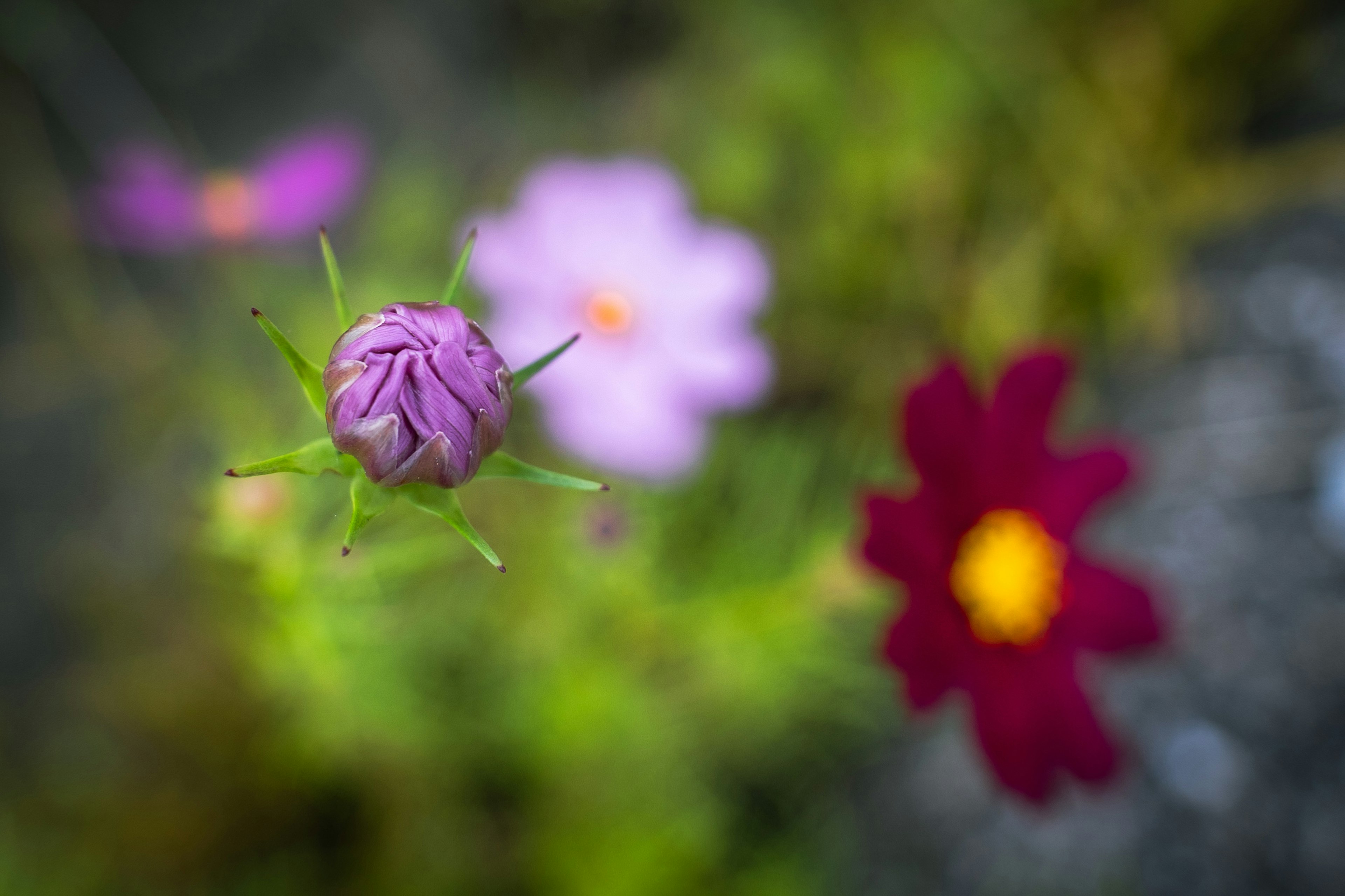 Primo piano di un bocciolo viola circondato da fiori rosa e rossi con sfondo sfocato