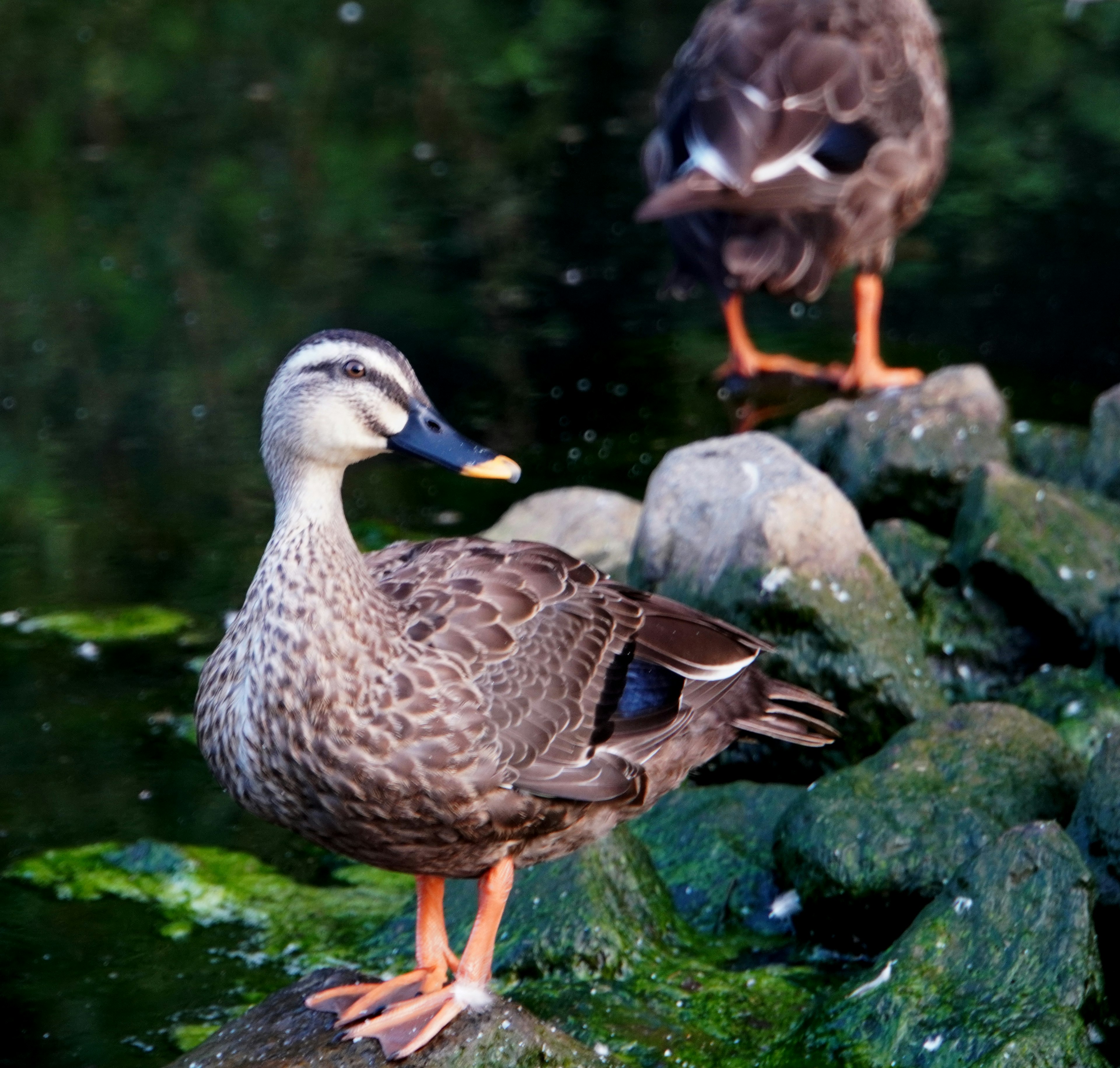 Canard debout près de l'eau avec un autre canard en arrière-plan