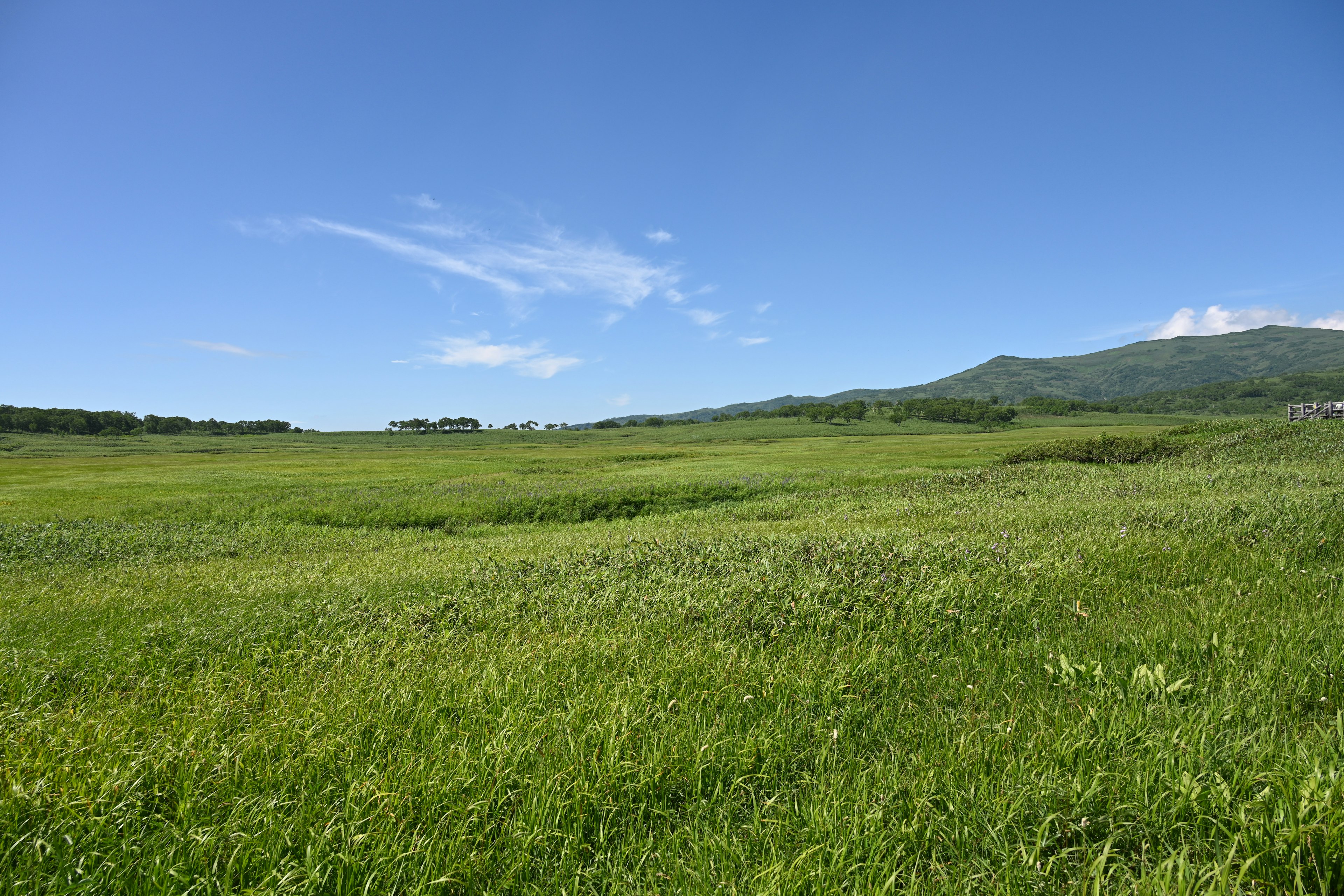 Weite grüne Wiese unter einem klaren blauen Himmel