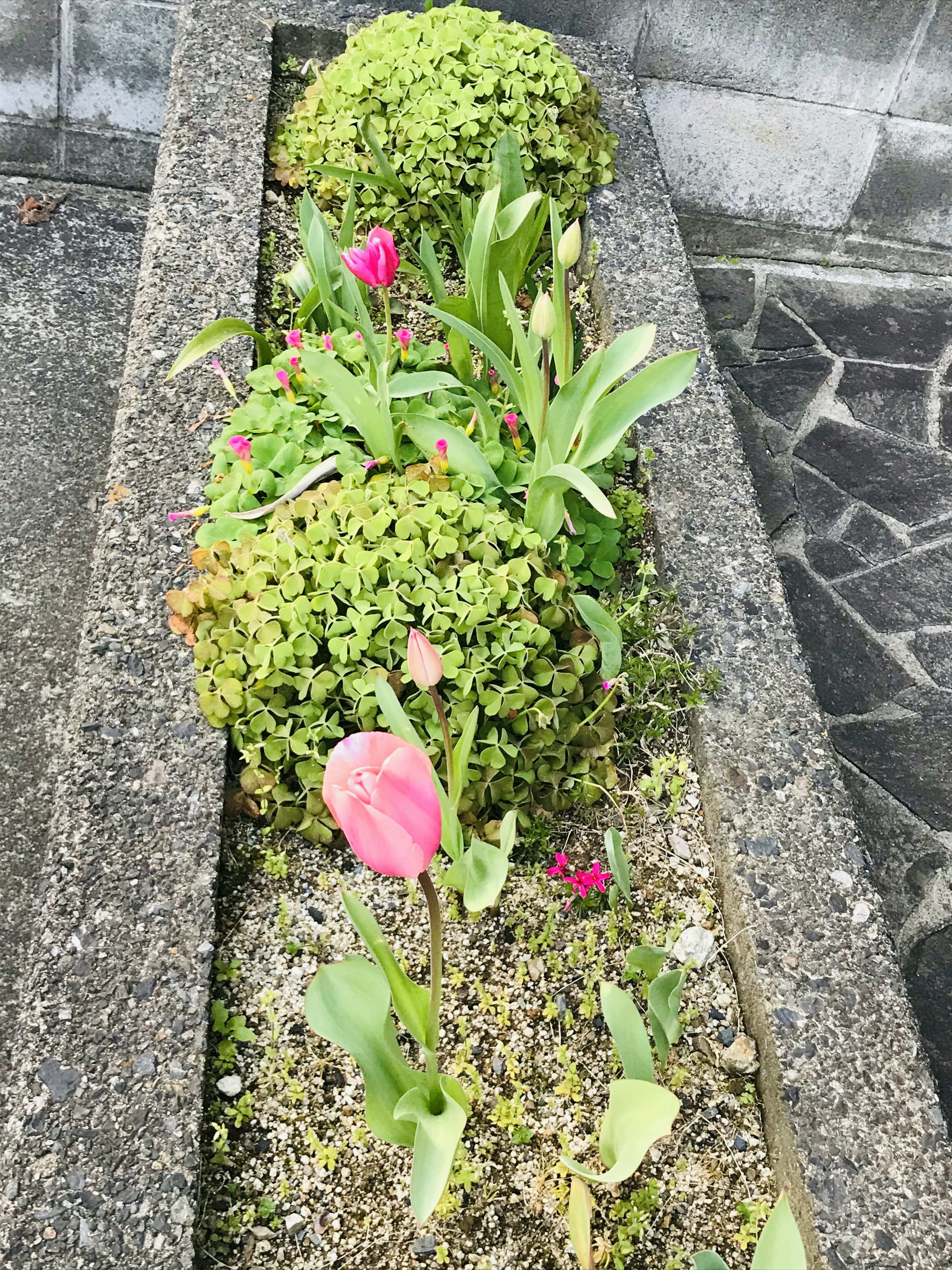 Photo of a flower bed with green plants and pink tulips