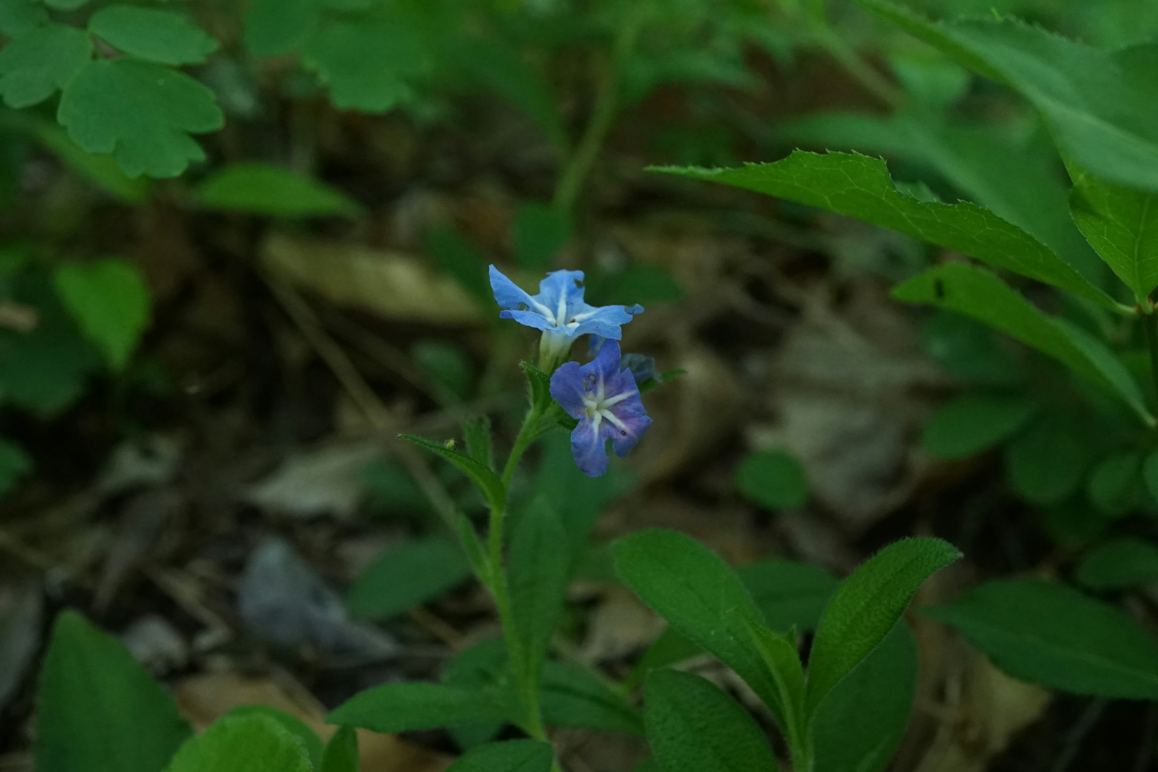 青い花が緑の葉の間に咲いている