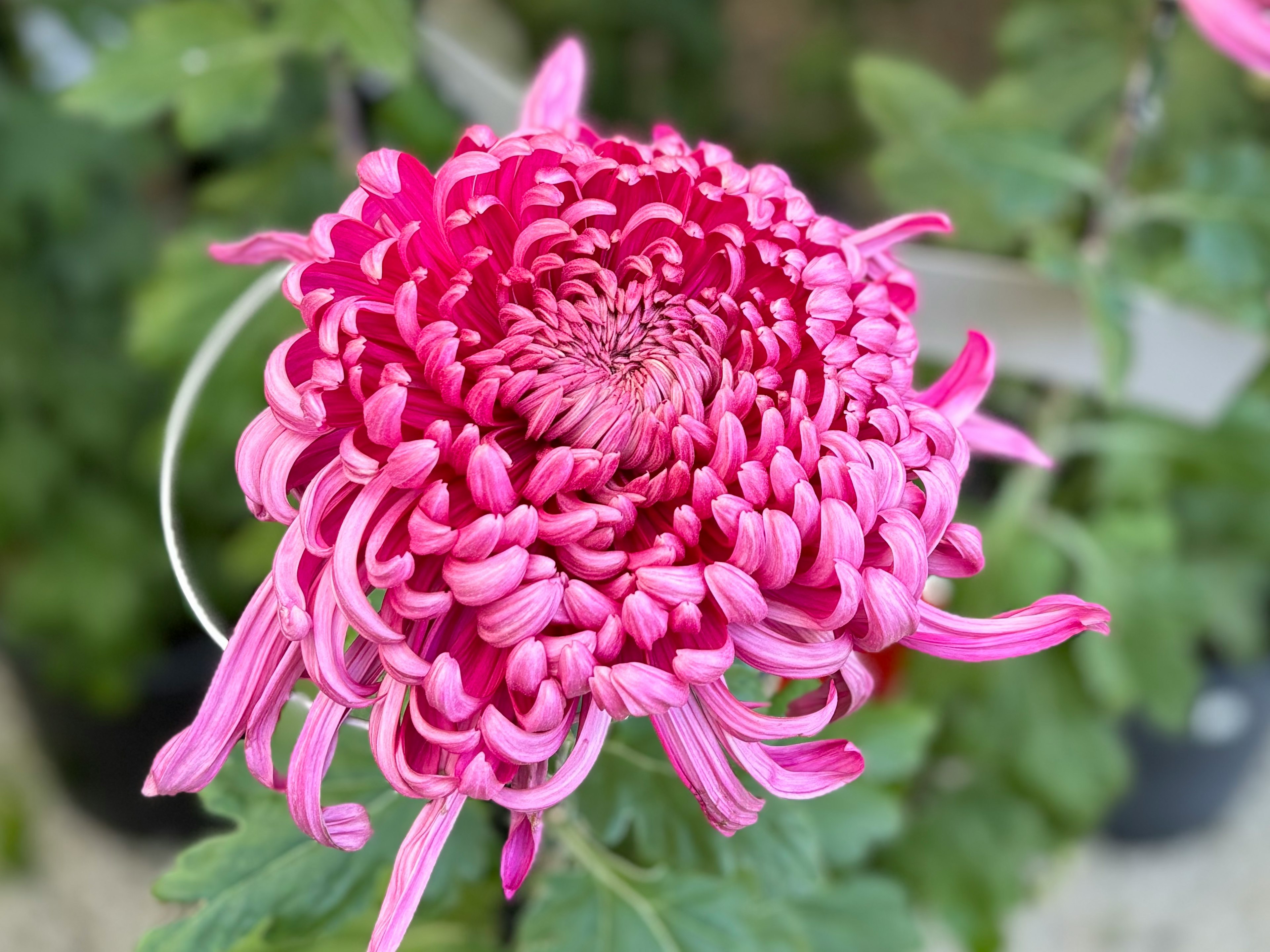 Fiore di crisantemo rosa vibrante in piena fioritura