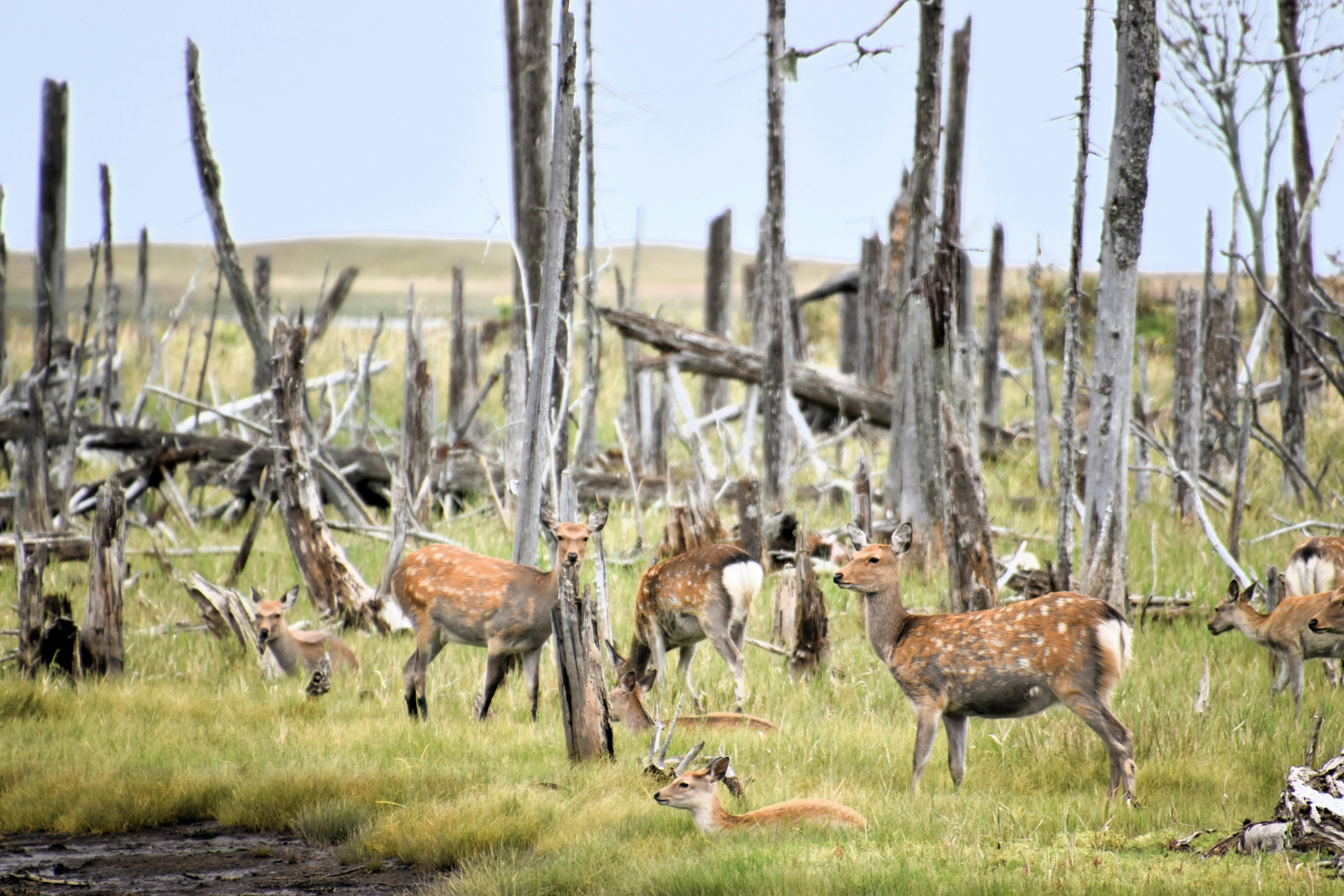 A group of deer grazing in a forest with dead trees