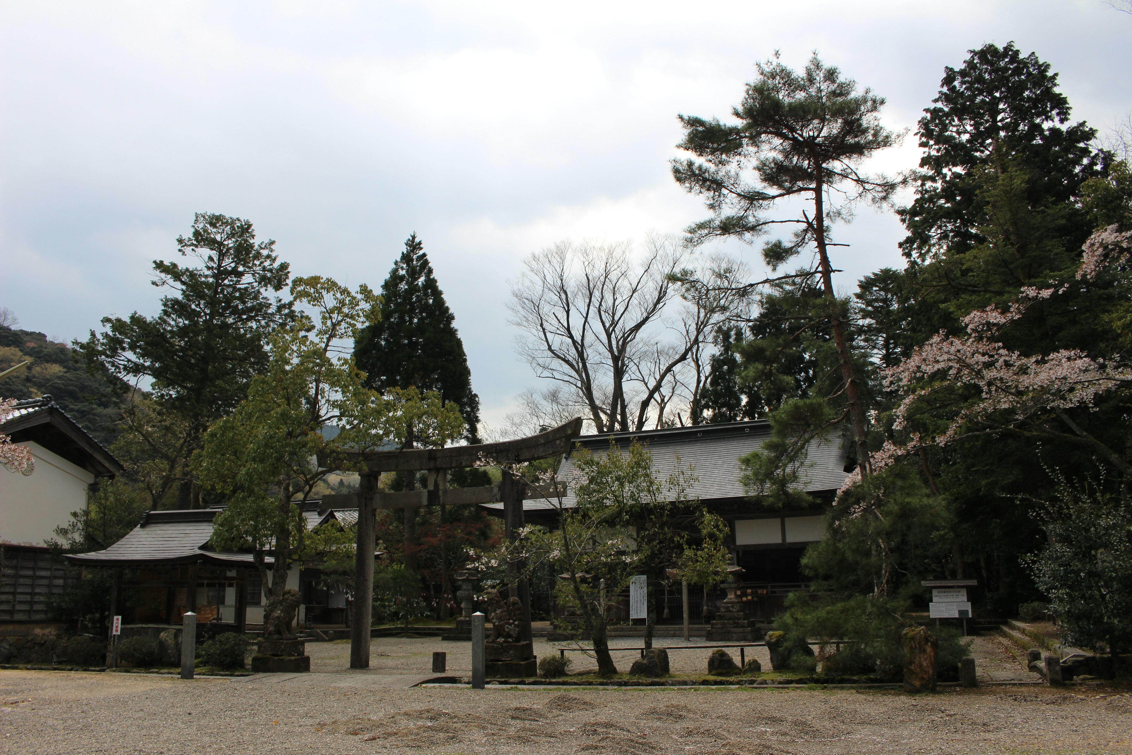 Une scène de sanctuaire sereine avec des cerisiers en fleurs et une porte torii