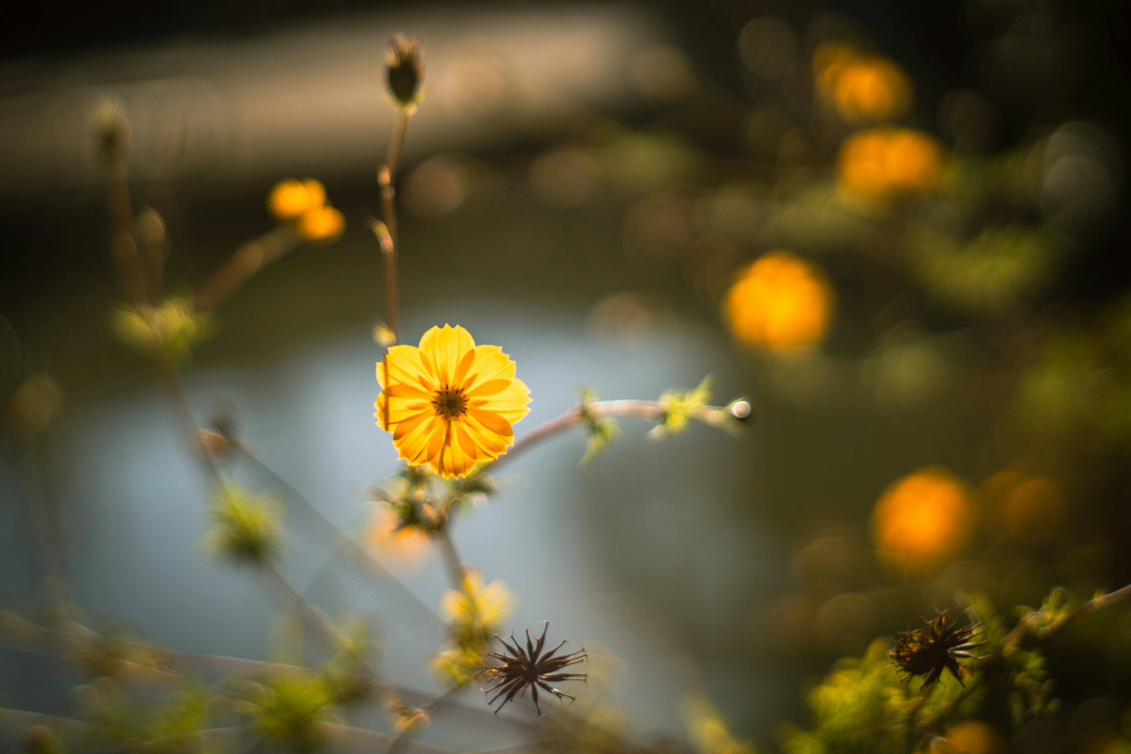 黄色の花が水辺に咲いている風景