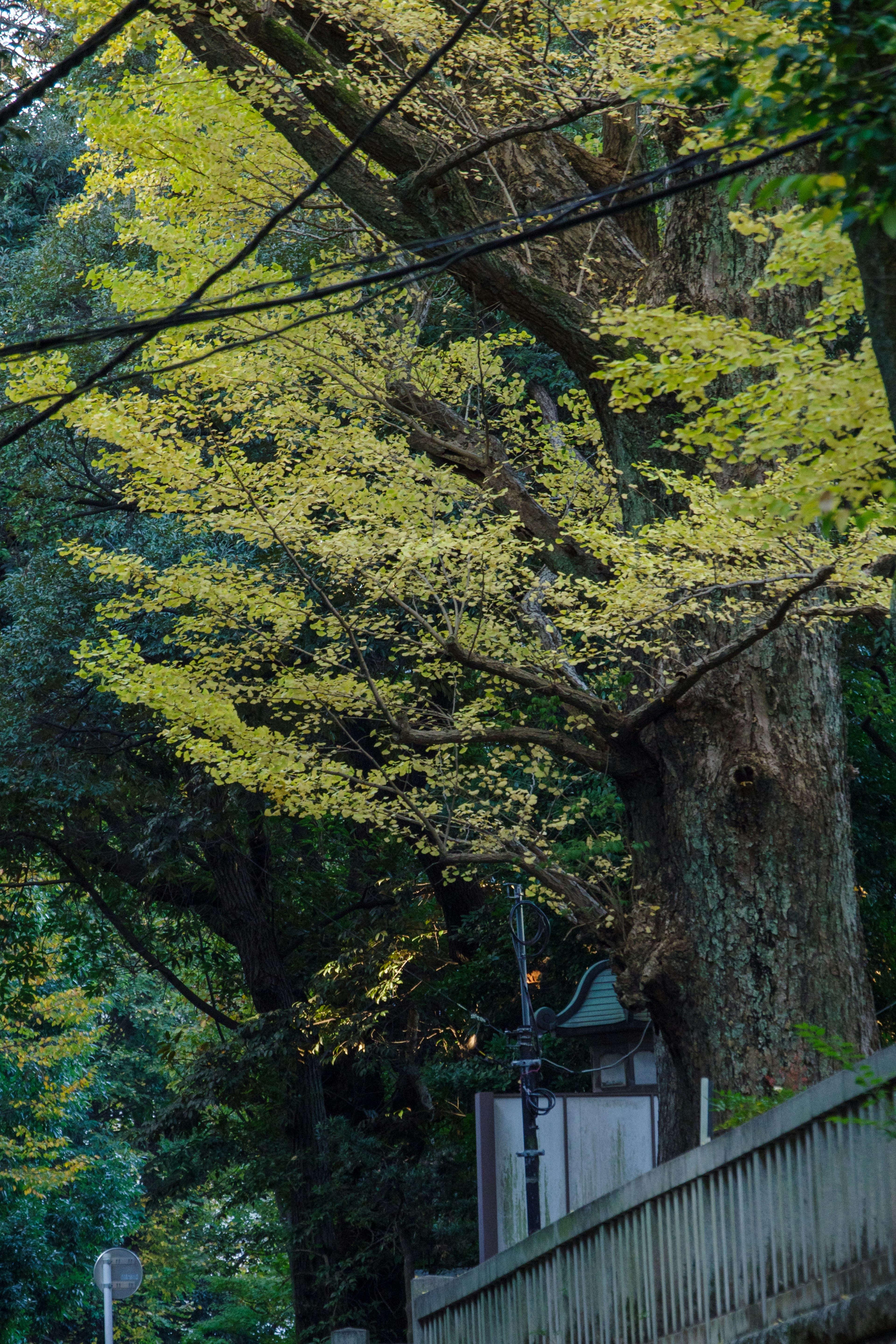 A large tree with green leaves beside a quiet pathway