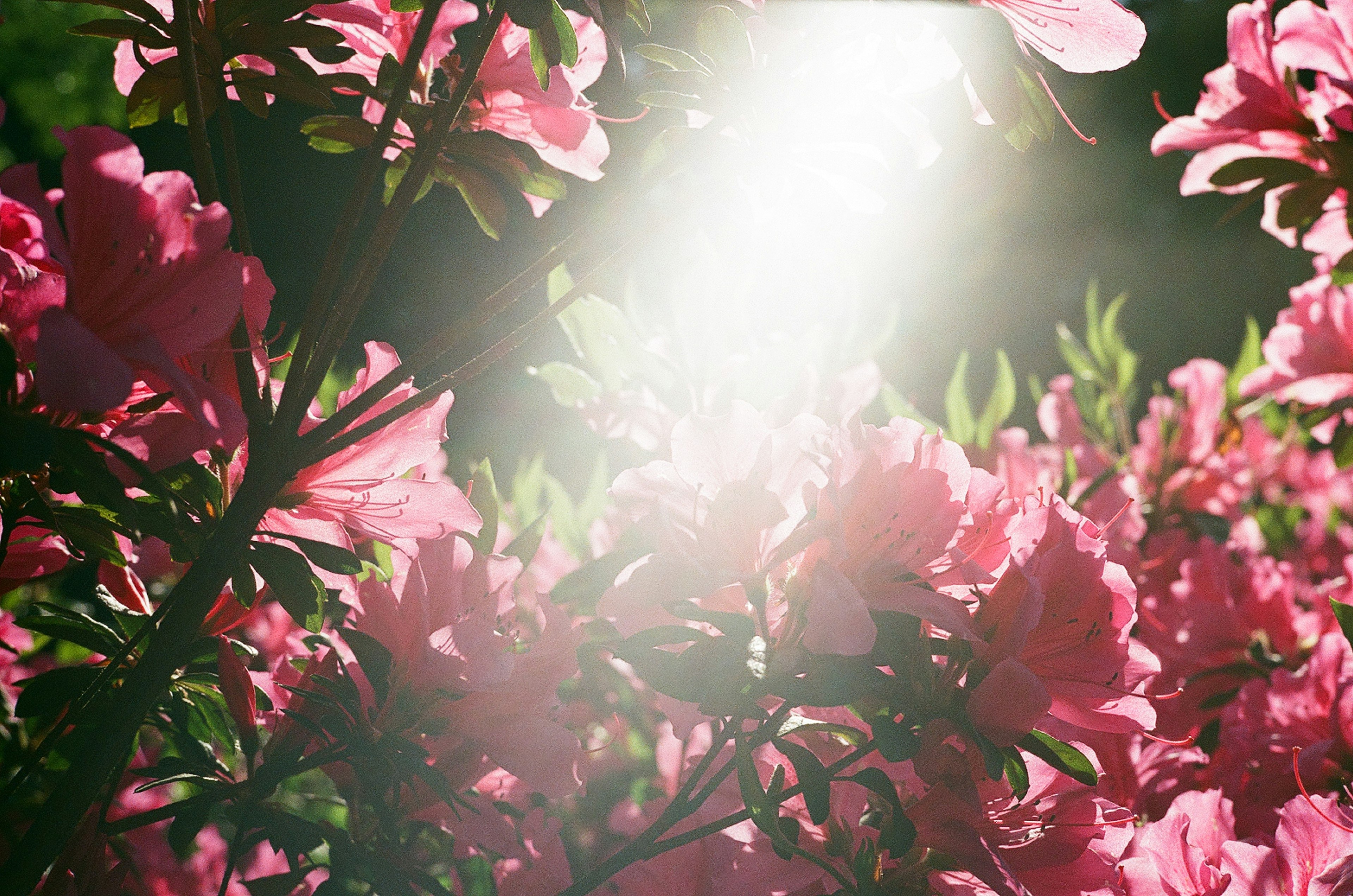 Gros plan de fleurs roses illuminées par une lumière vive