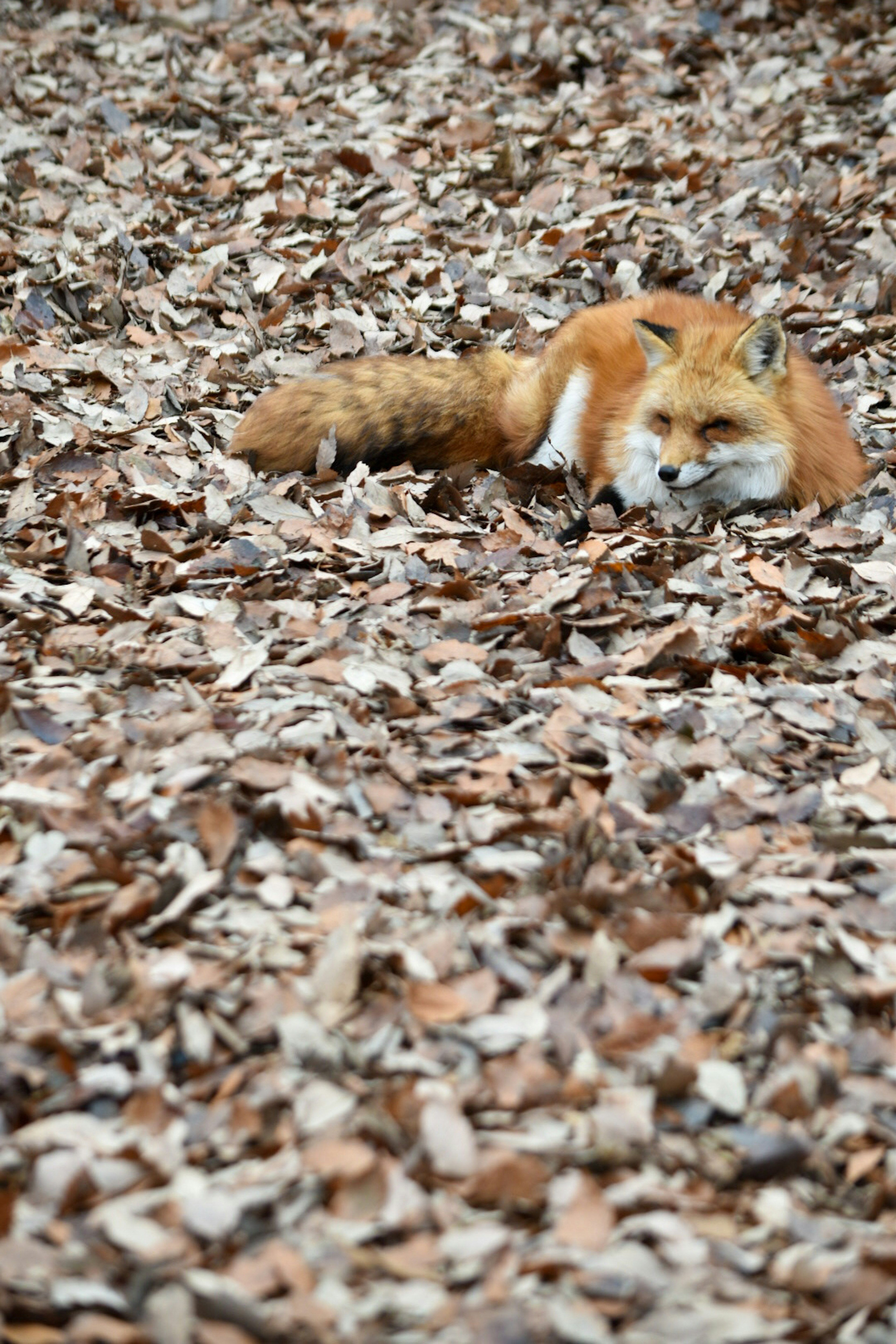 紅狐狸躺在落葉中